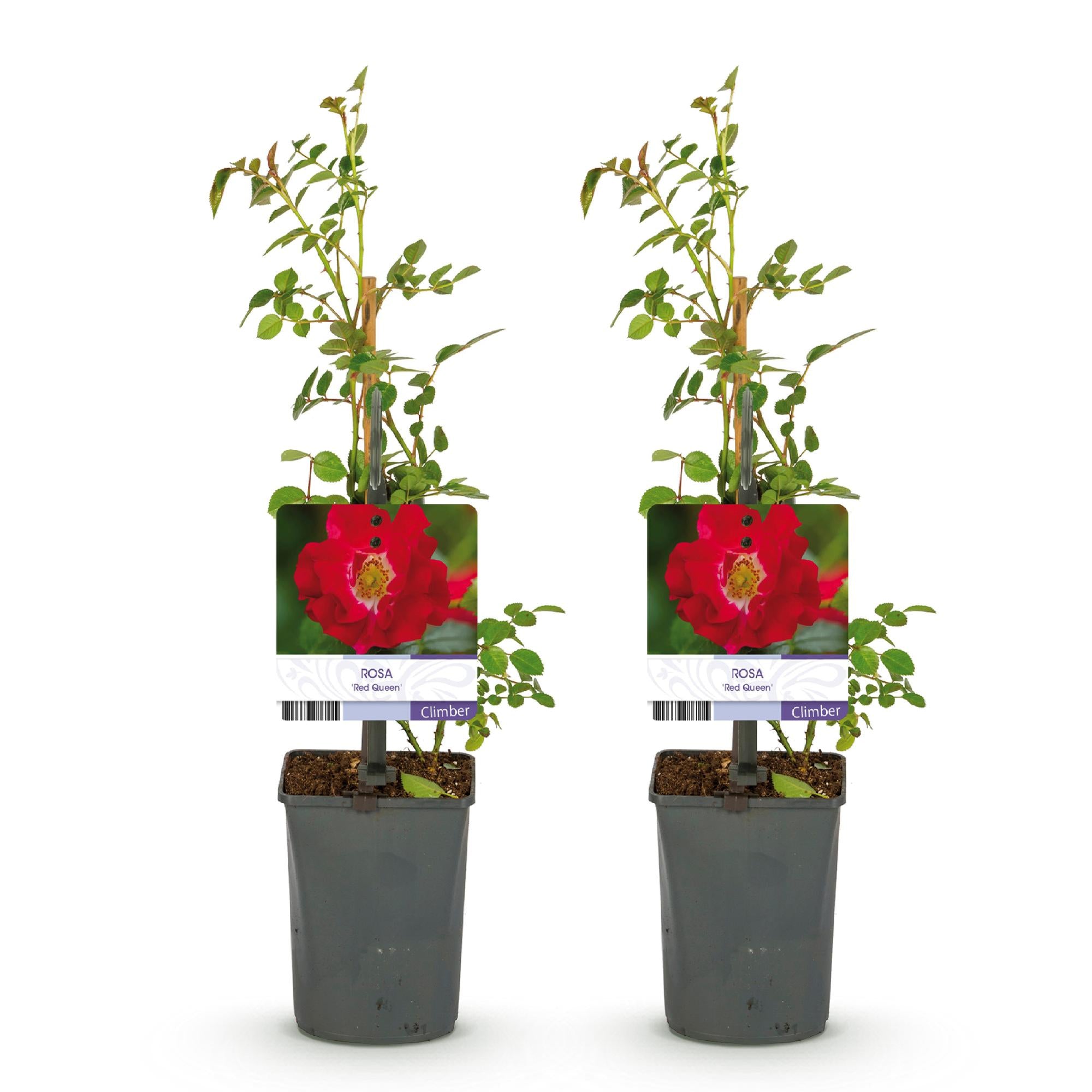Rosa ‘Red Queen’ – pflegeleichte Kletterrose mit roten Blüten, 2 Pflanzen, 11 cm Topf, 40 cm Höhe