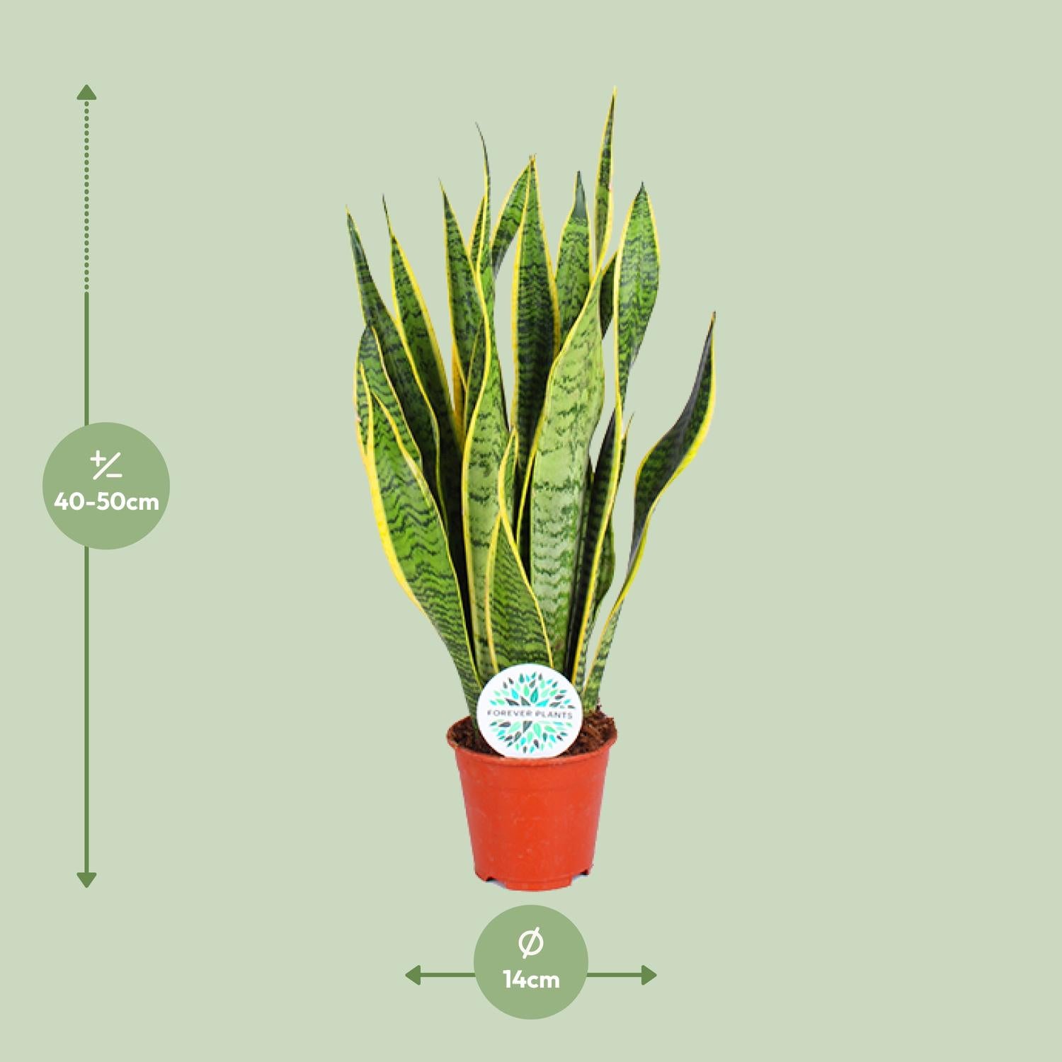 Sansevieria Trifasciata Laurentii–Chanvre à corde-40-84 cm