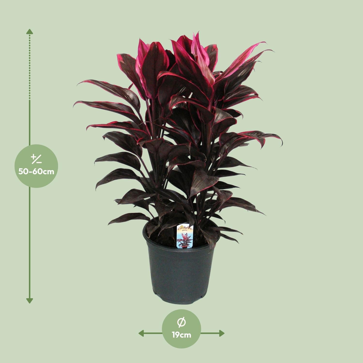 Cordyline Mambo - Ø19cm - ↕55cm