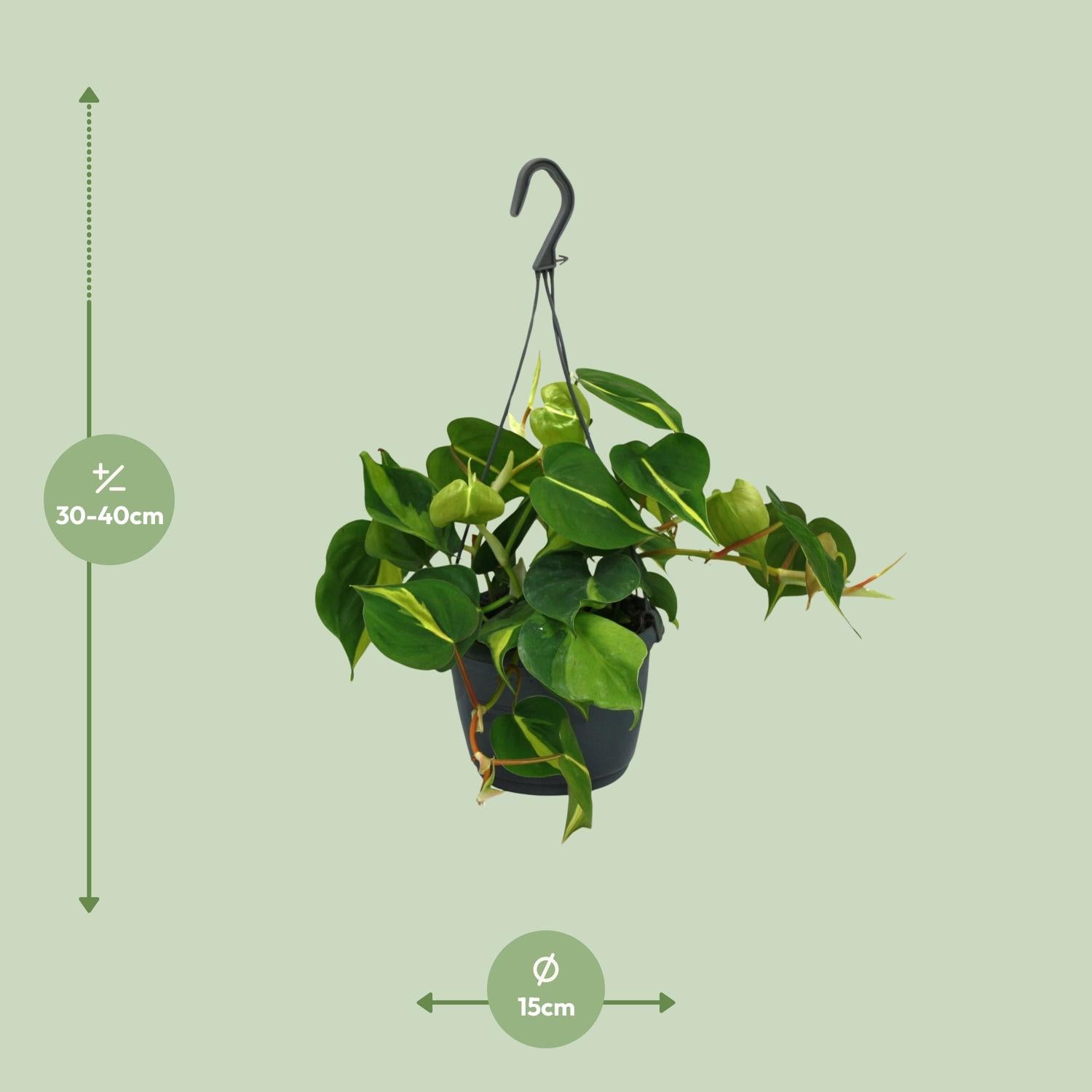 Philodendron Scandens ‘Brasil’ – Herzblatt-Philodendron - 15-120 cm