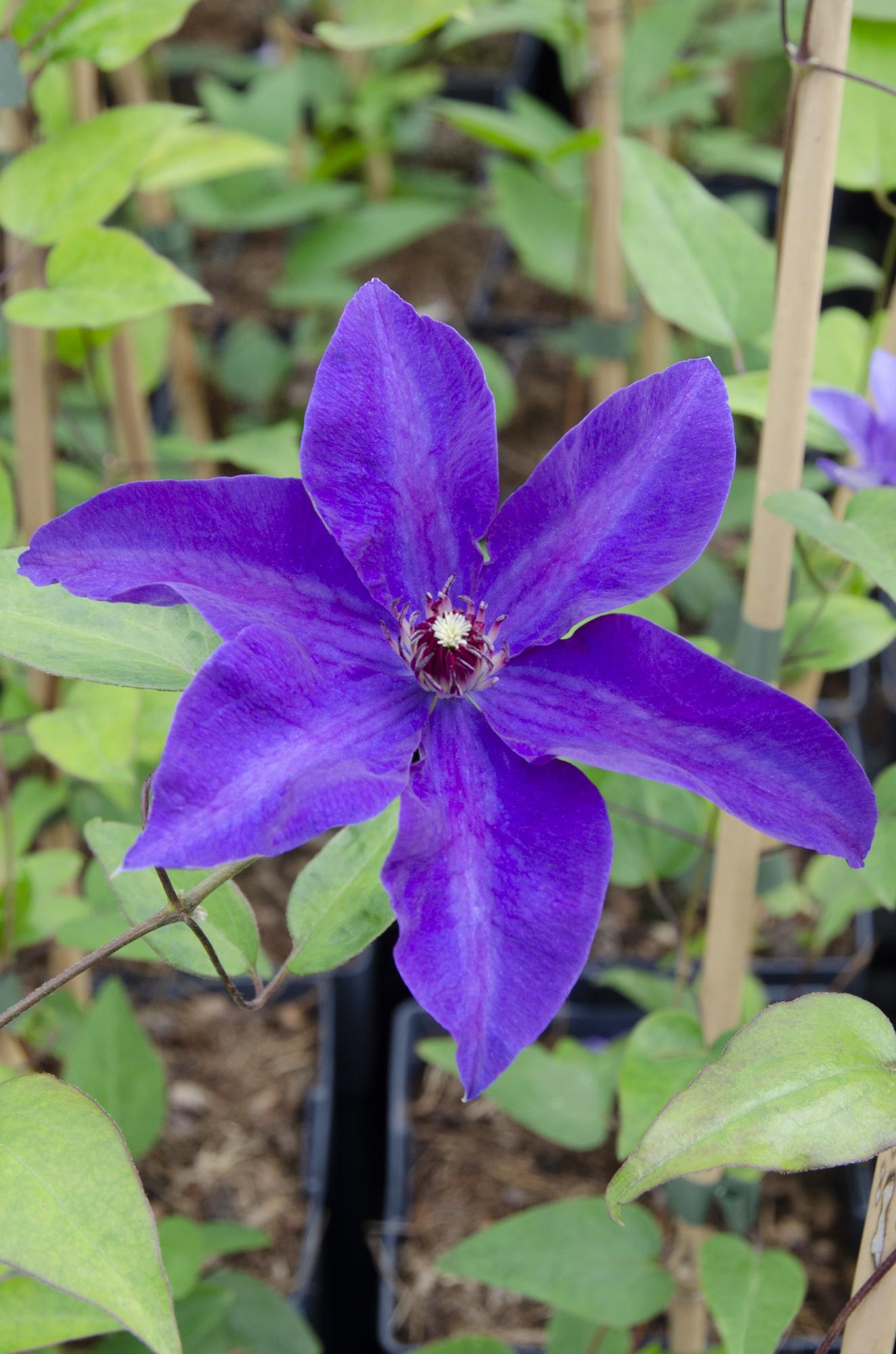 Clematis ‘The President’ – robuste, lila blühende Clematis, 15 cm Topf, 65 cm hoch