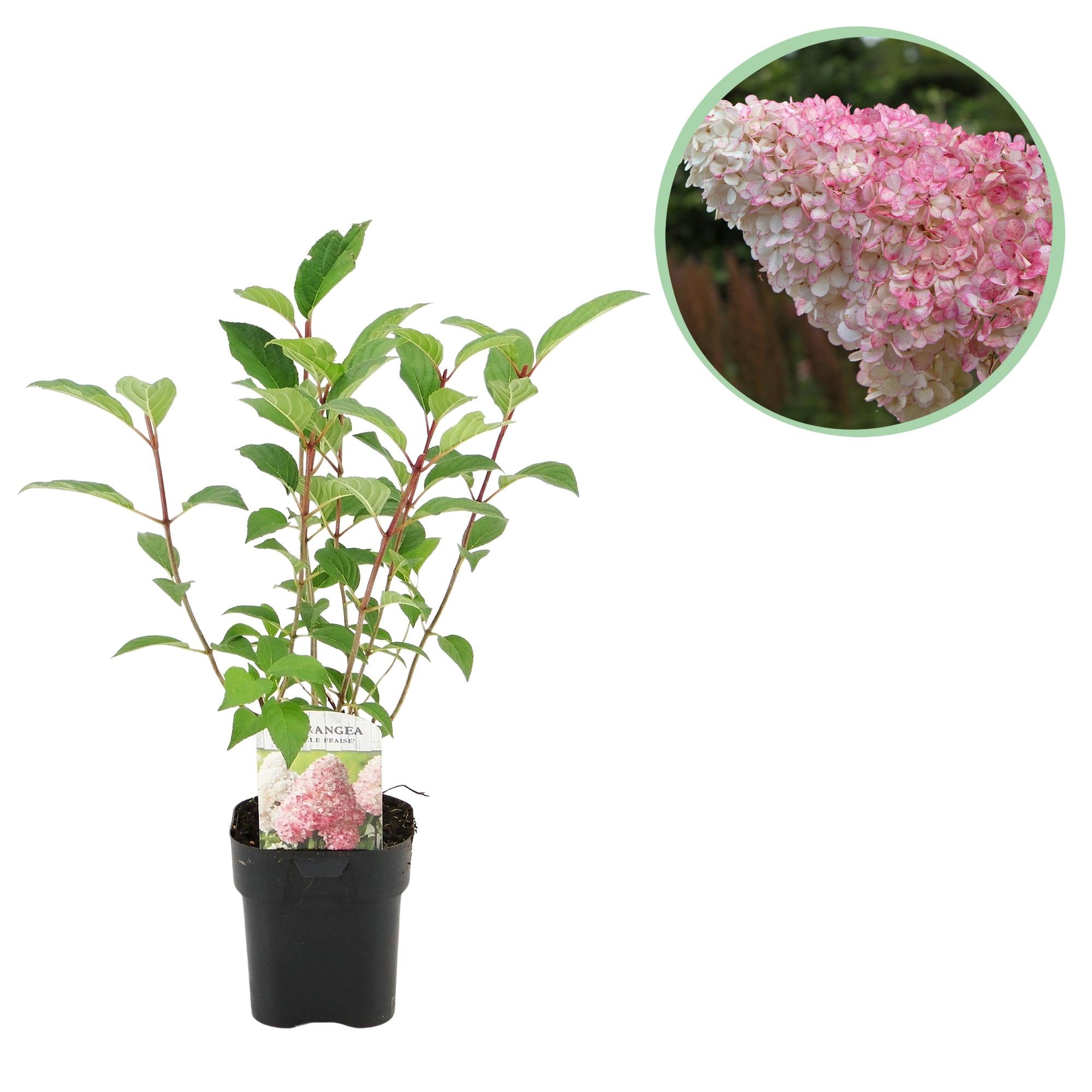 Rispenhortensie ‘Vanille Fraise’ – laubabwerfend, große weiß-rosa Blüten, 17 cm Topf, 50 cm hoch