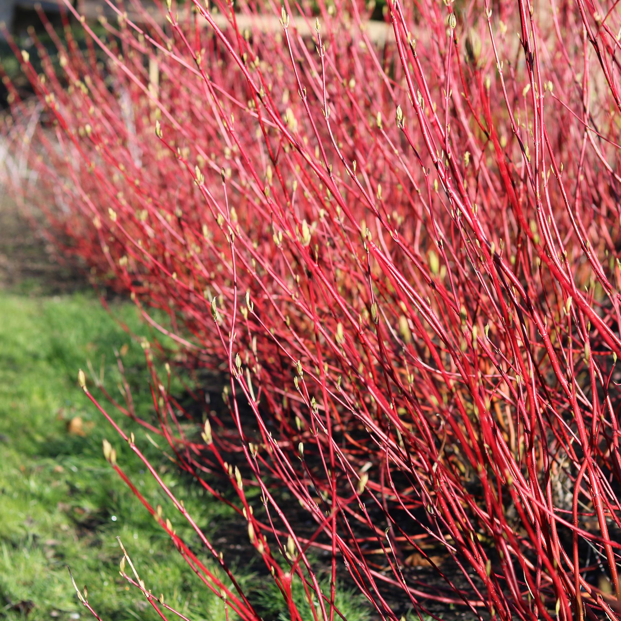 Cornus sibirica – laubabwerfender Zierstrauch, rote Zweige, 17 cm Topf, 45 cm