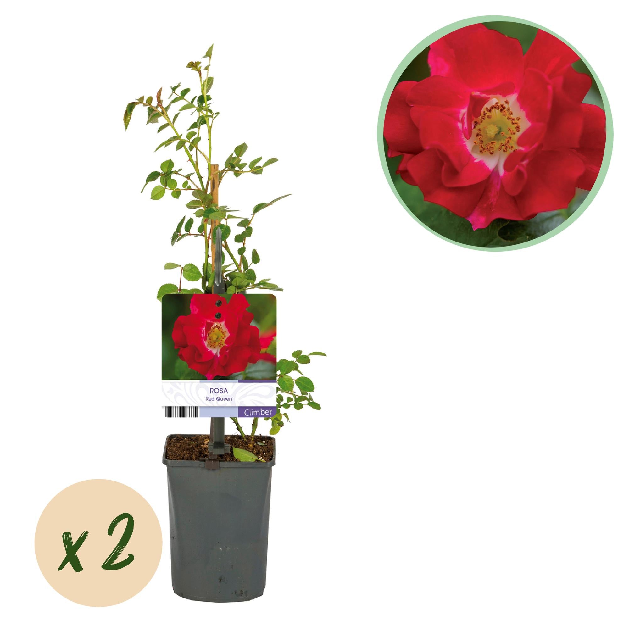Rosa ‘Red Queen’ – pflegeleichte Kletterrose mit roten Blüten, 2 Pflanzen, 11 cm Topf, 40 cm Höhe