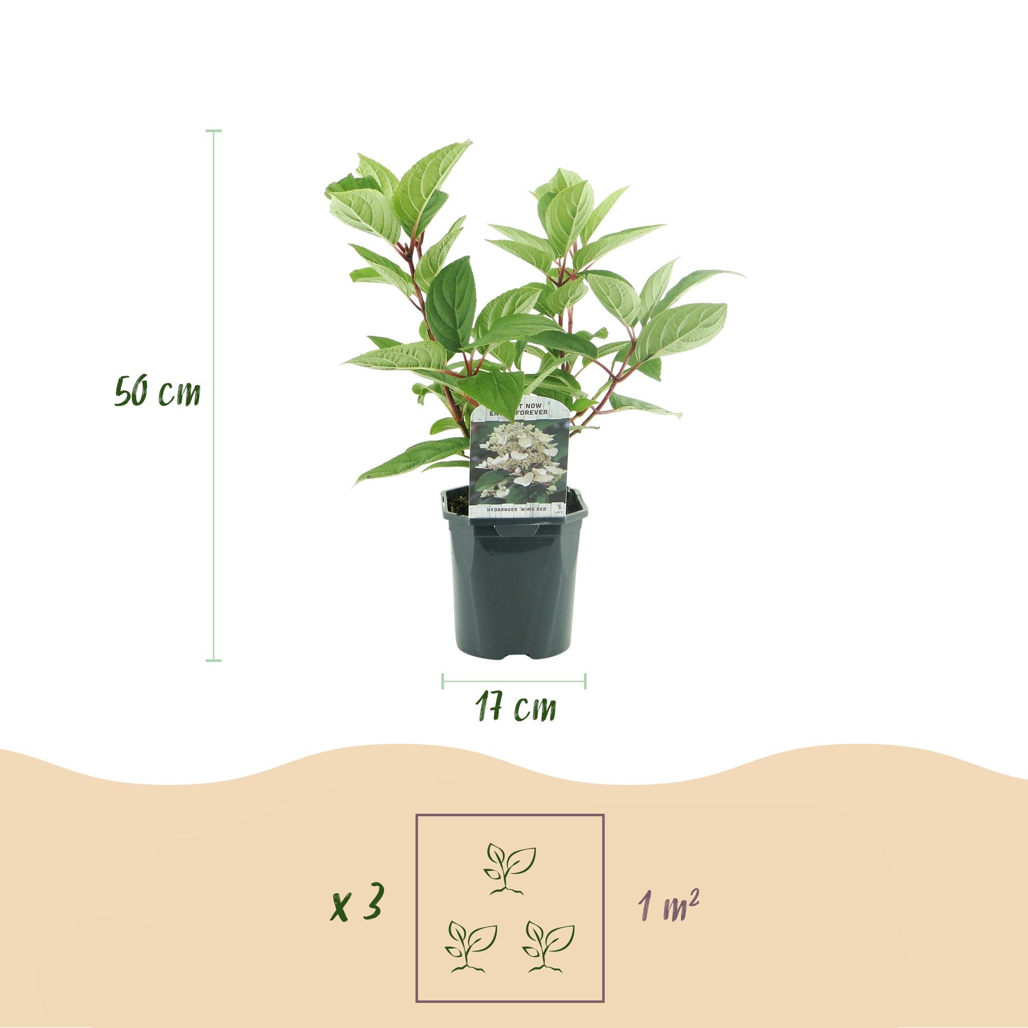 Panicle hydrangea 'Wims Red' – large, two-tone flowers (white-red), 17 cm pot, 50 cm tall