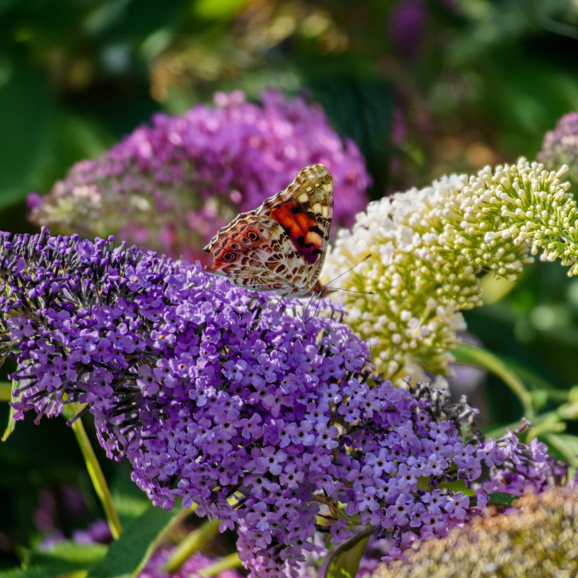 Butterfly bush 'Tricolour' – flowers in pink, white and purple, attracts butterflies, 3 plants, 17 cm pot