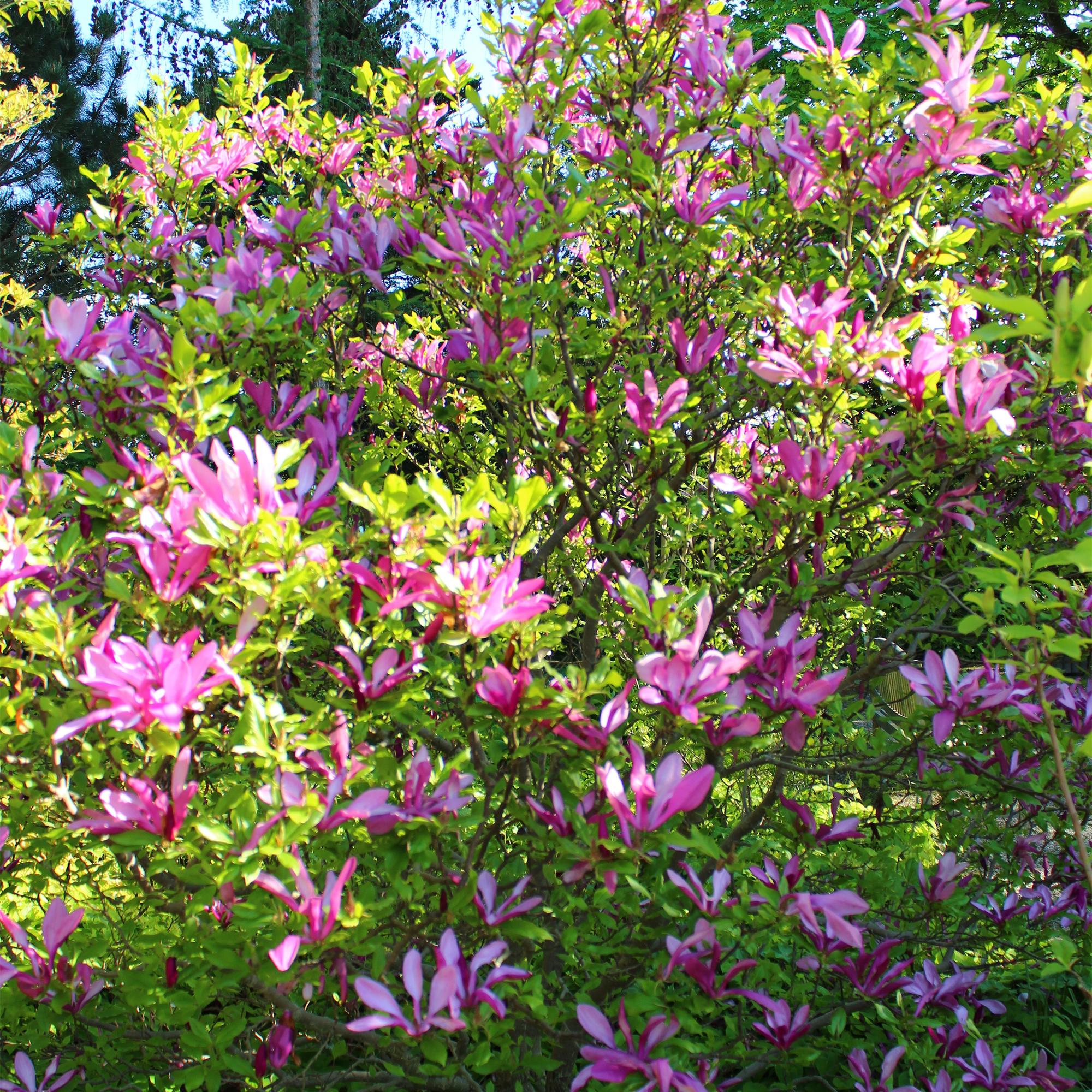 Magnolie ‘Susan’ – 1 Pflanze, dunkelrosa Blüte, pflegeleicht, 17 cm Topf, 45 cm Höhe