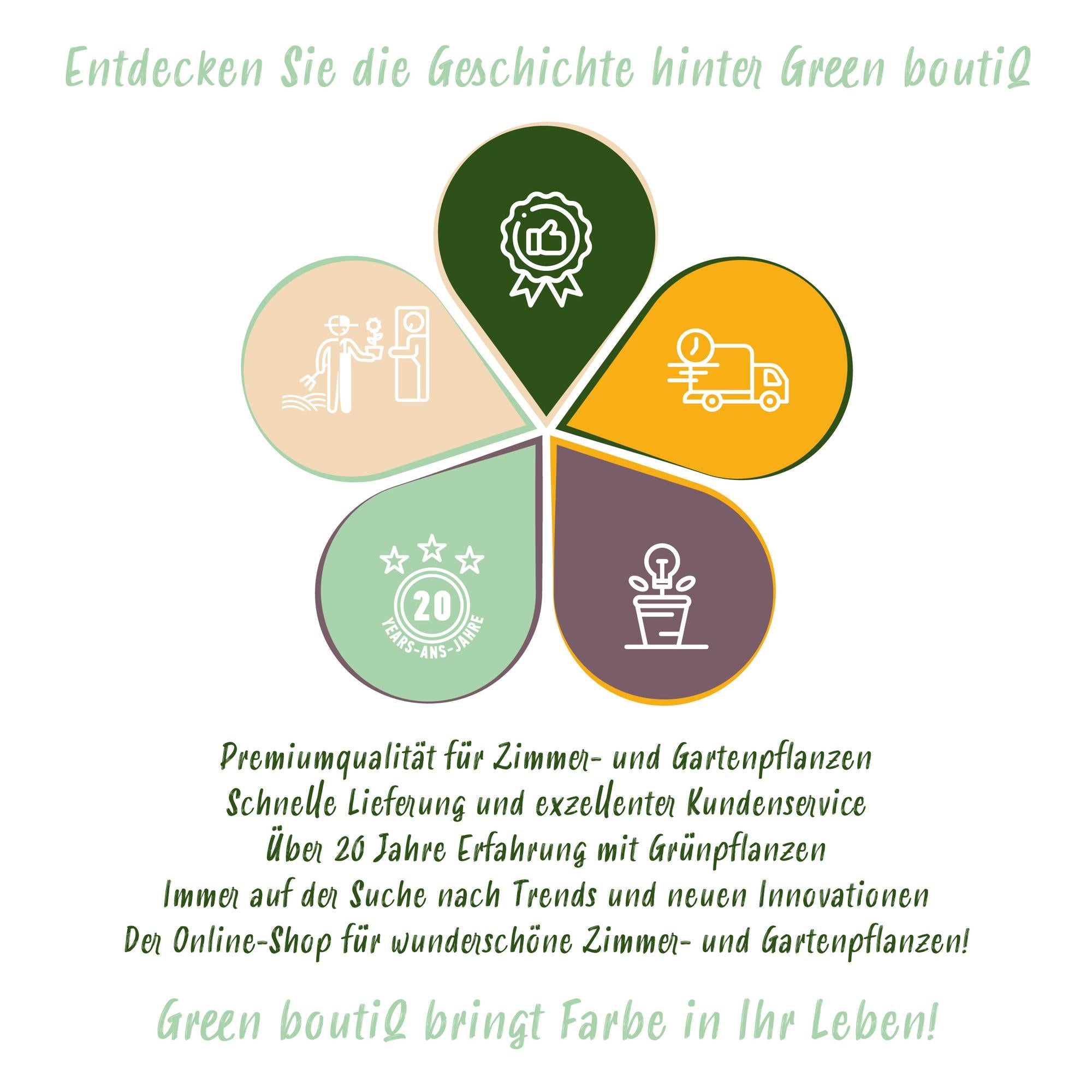 ’Rosa Rainbow’ Kletterrose – mehrfarbige Blüten in Rosa, Weiß, Gelb und Rot, 4 Pflanzen im 11 cm Topf