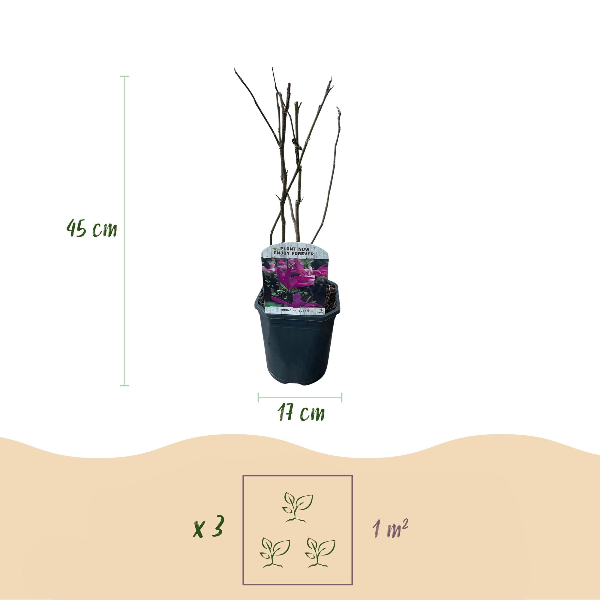 Magnolie ‘Susan’ – 1 Pflanze, dunkelrosa Blüte, pflegeleicht, 17 cm Topf, 45 cm Höhe