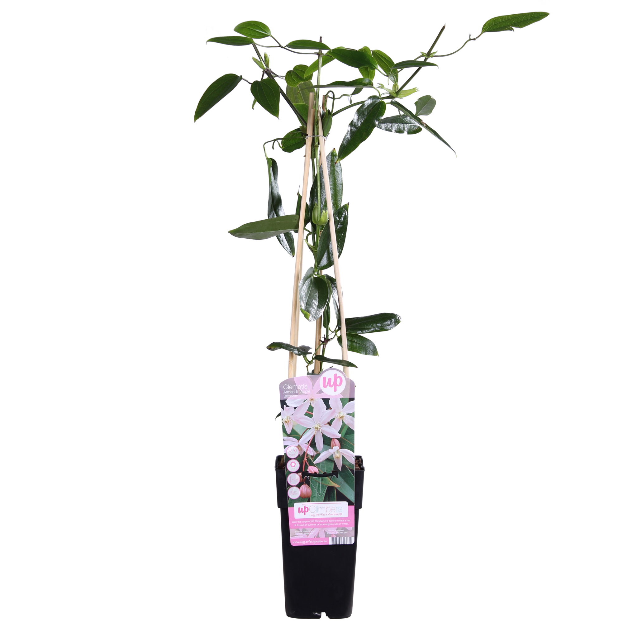 Clématite armandii'Apple Blossom'–plante grimpante persistante, rose clair, pot de 15 cm, hauteur 65 cm