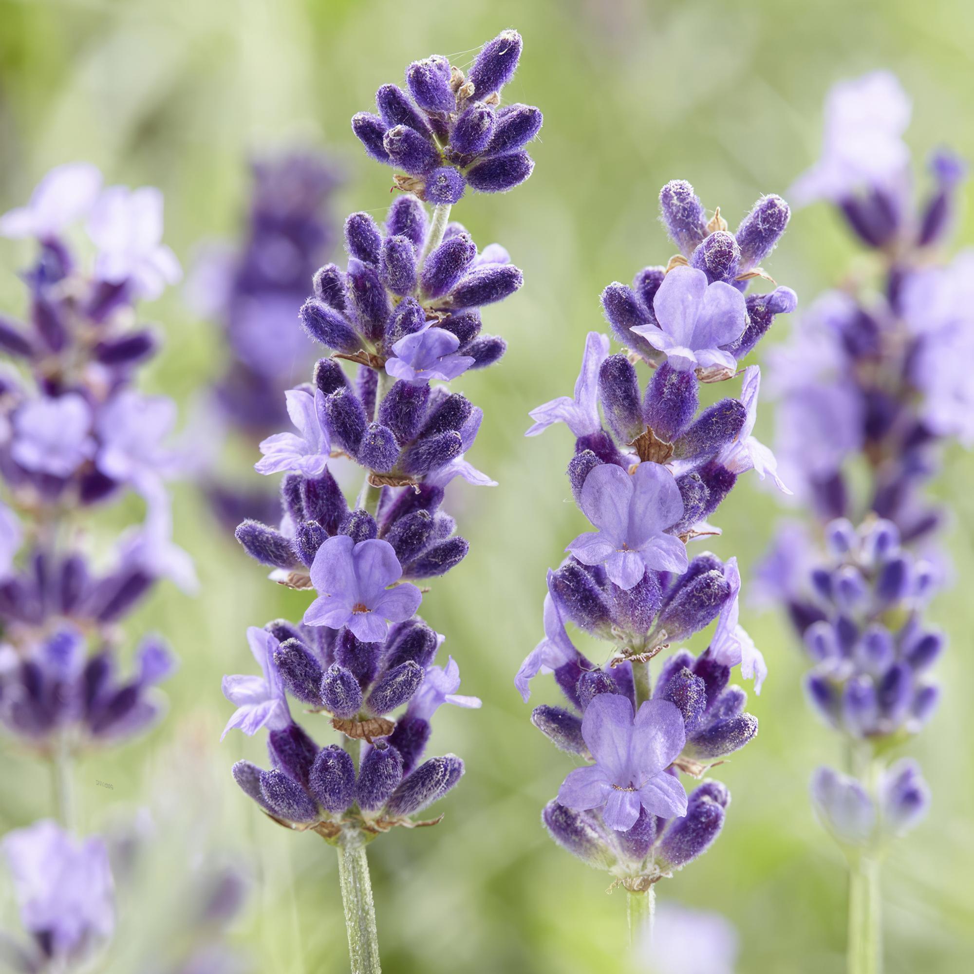 Lavandula ‘Hidcote’ – kompakter Lavendel, 9 cm Topf, 10–25 cm