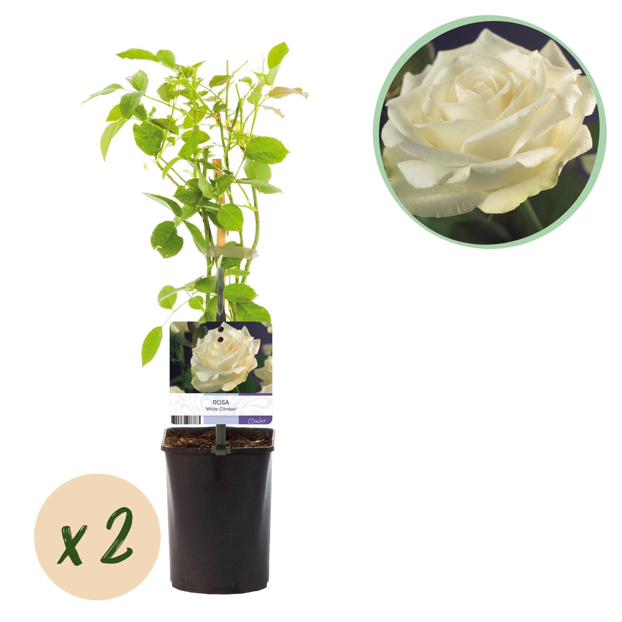 Kletterrose ‘White Climber’ – weiße Blüte, pflegeleicht, 2 Pflanzen im 11 cm Topf, 40 cm hoch