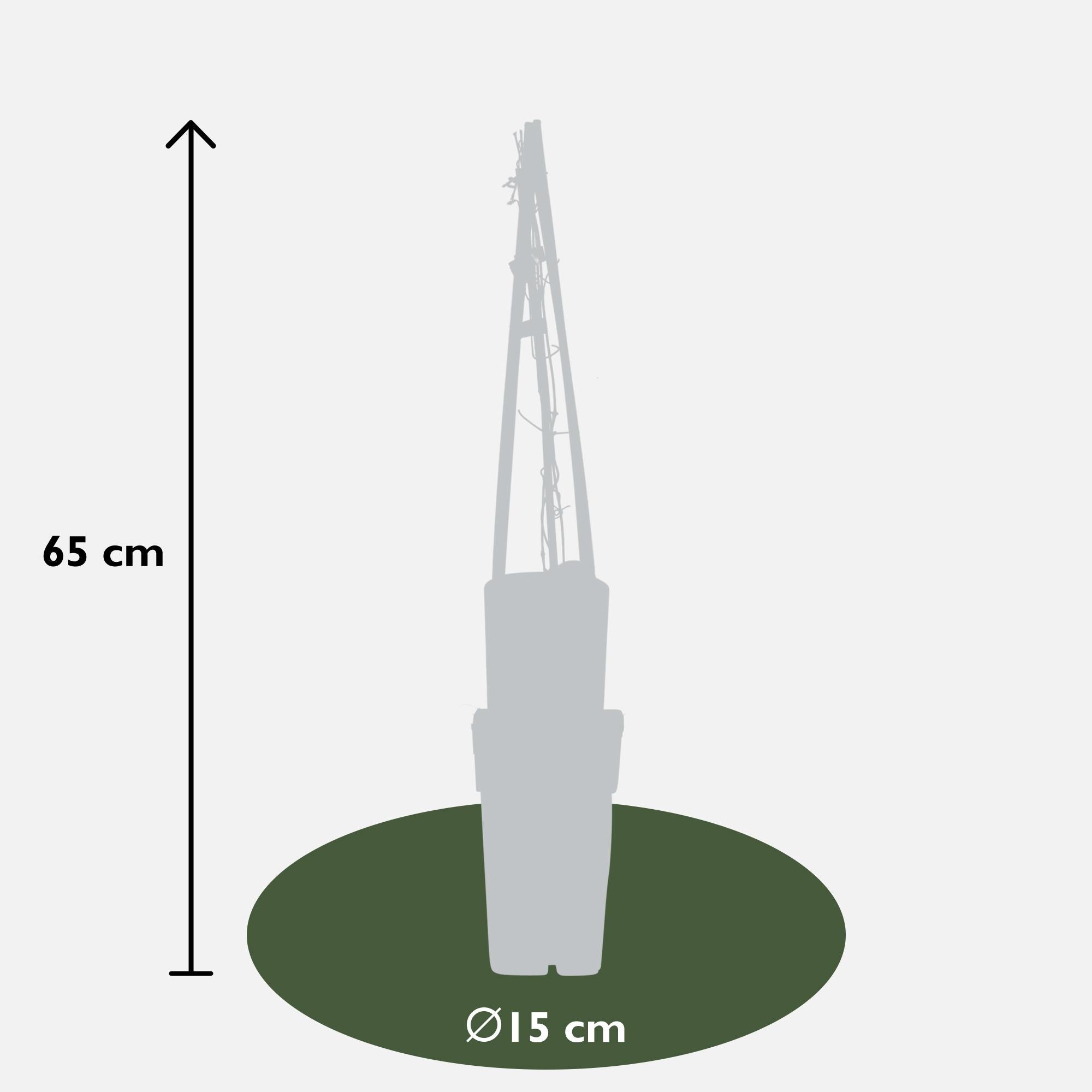 Clematis ‘Multi Blue’ – großblütige, blau-violette Kletterpflanze, 15 cm Topf, 65 cm hoch