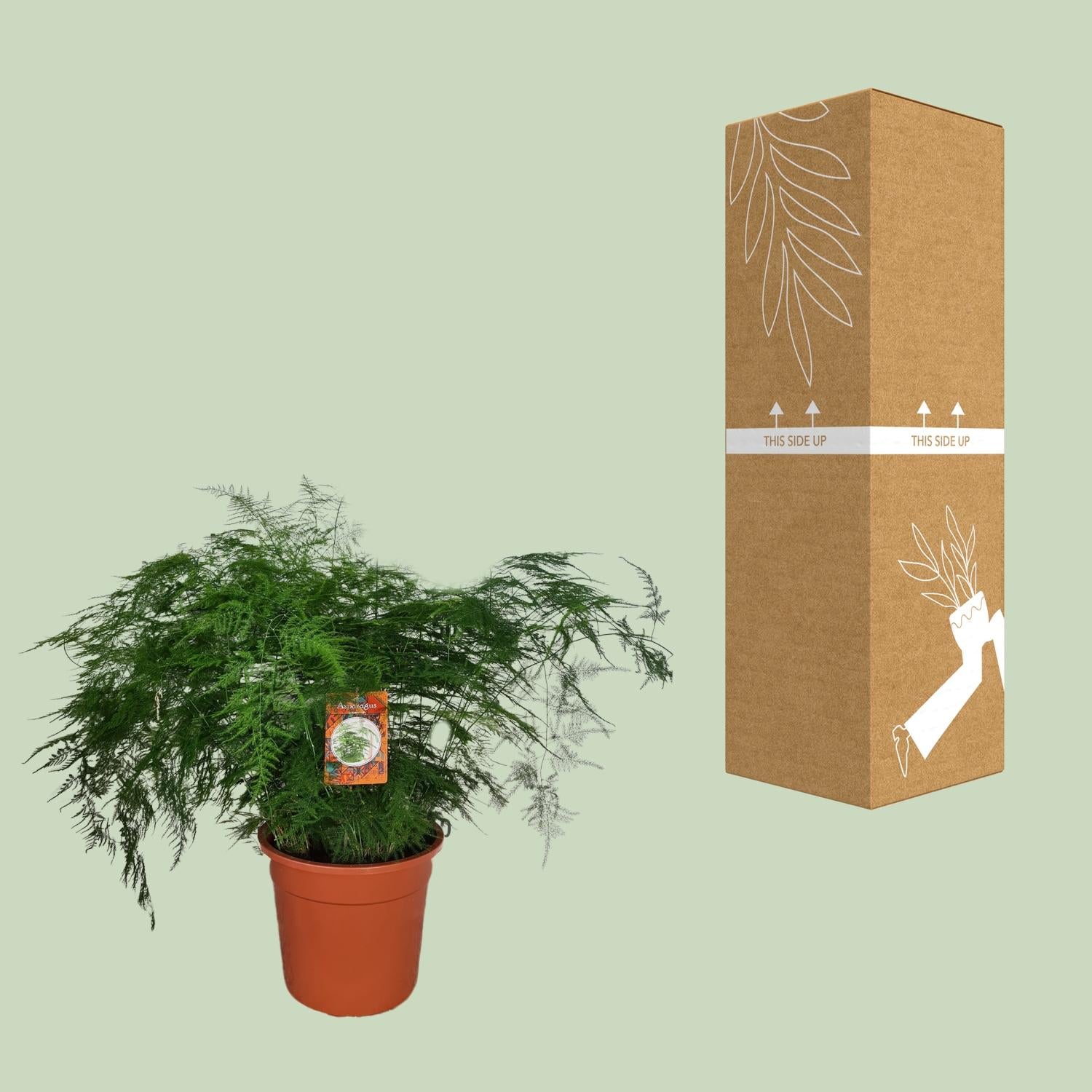 Asparagus Setaceus – Spargelfarn - 30-70 cm