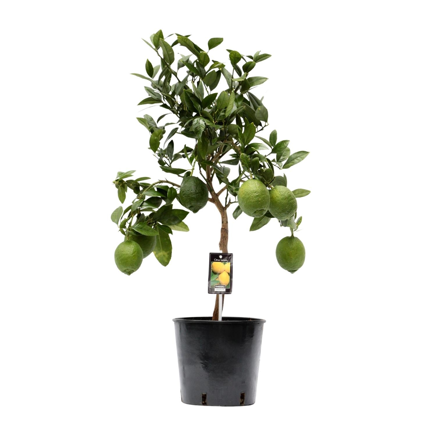 Zitronenbaum (Citrus lemon) – 35–80 cm