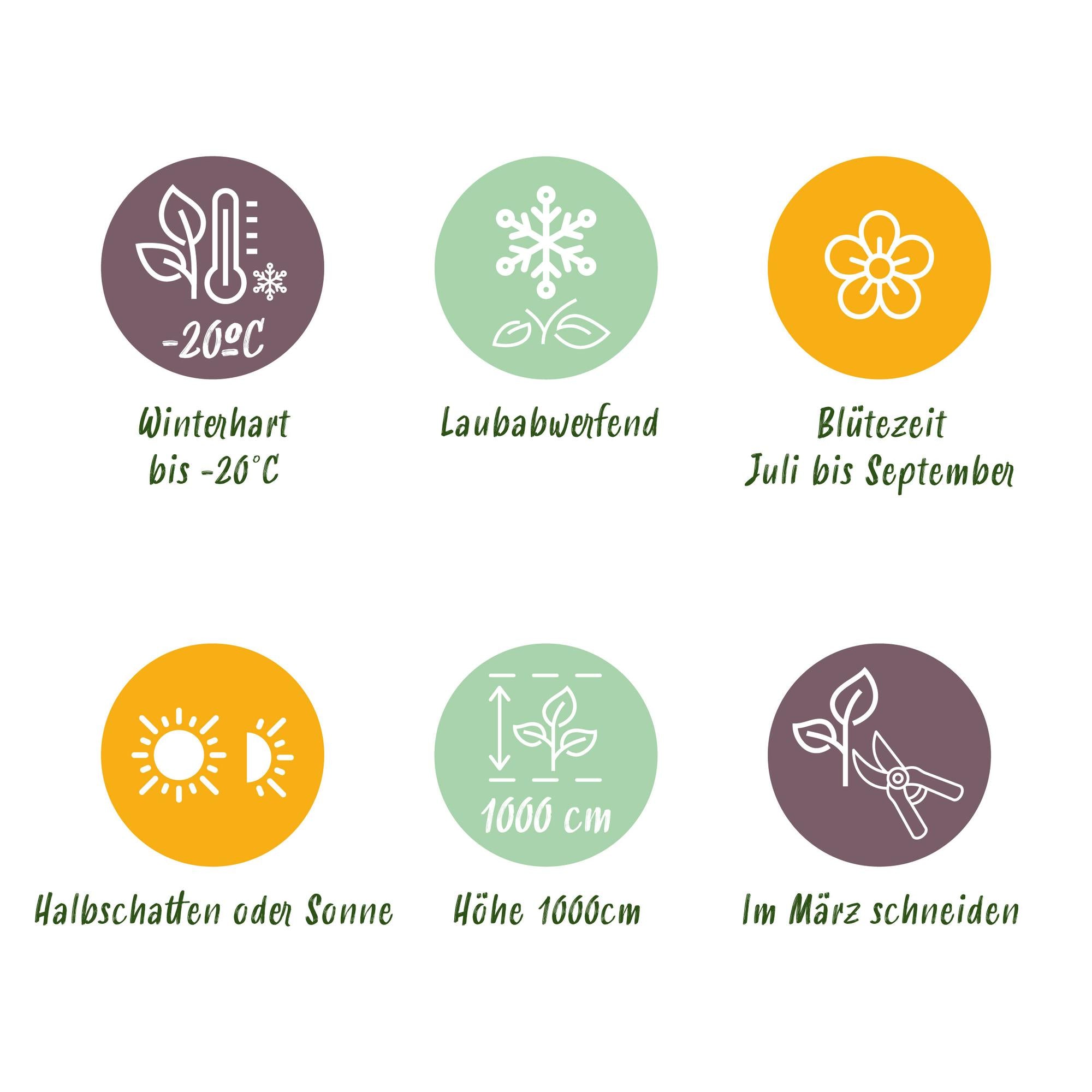 Campsis radicans ‘Madame Galen’ – Trompetenblume, orange blühend, 2 Pflanzen, 11 cm Topf, 40 cm Höhe