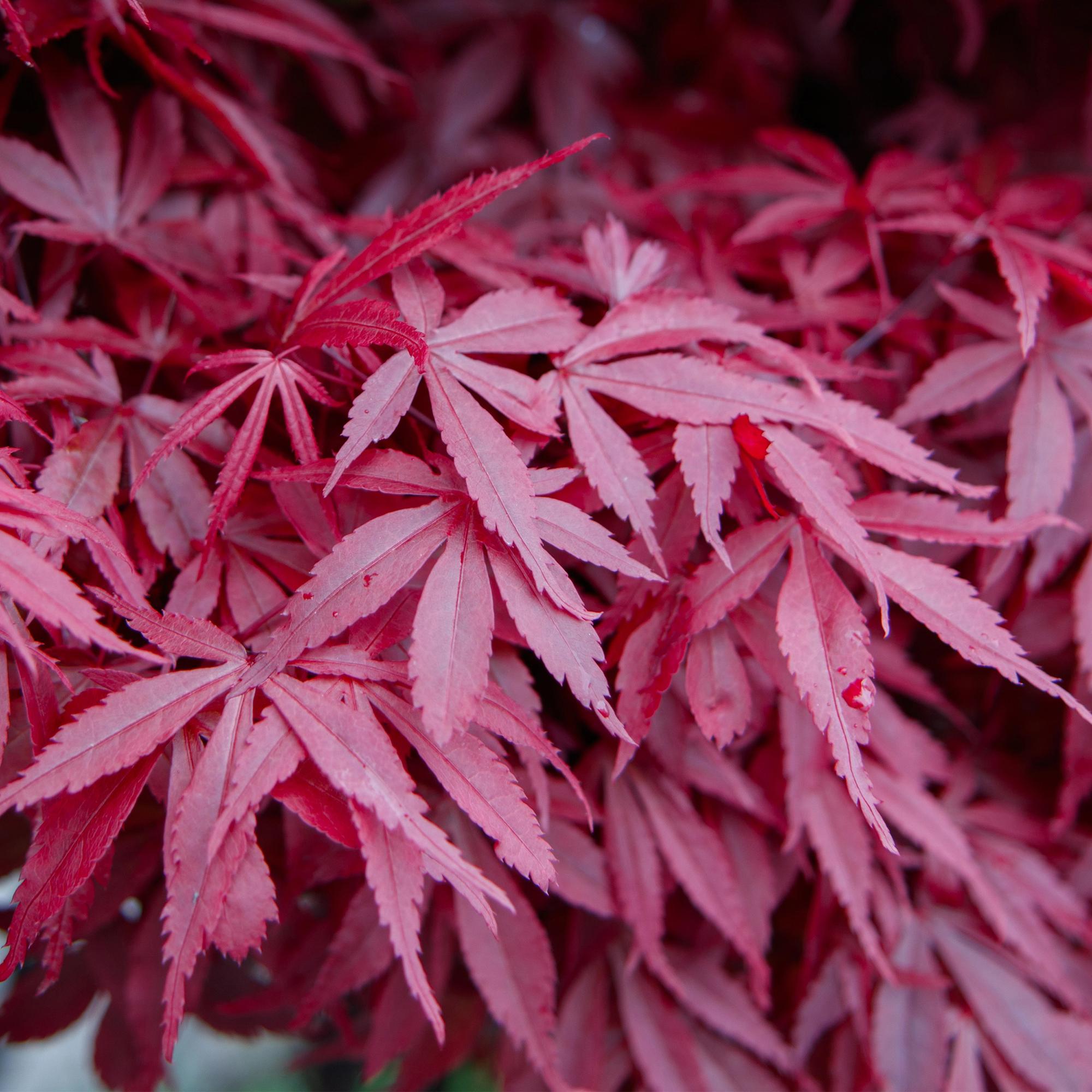 Japanese maple 'Skeeter's Broom' – deciduous, 19 cm pot, 70 cm tall