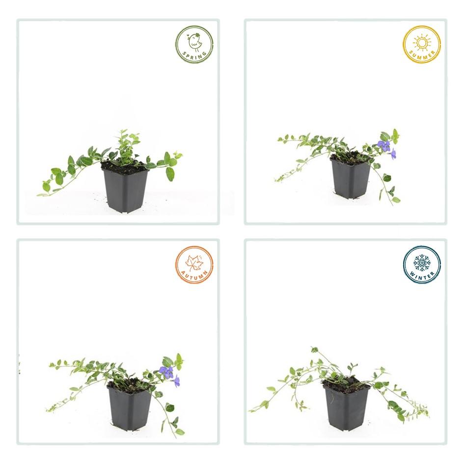 Vinca minor ‘Ralph Shugert’ – weiß gerandetes Immergrün, 9 cm Topf, 10–25 cm Höhe