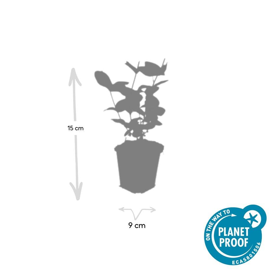 Johanniskraut ‘Beauty’ – Ziersträuchchen im 9-cm-Topf, 10–25 cm hoch