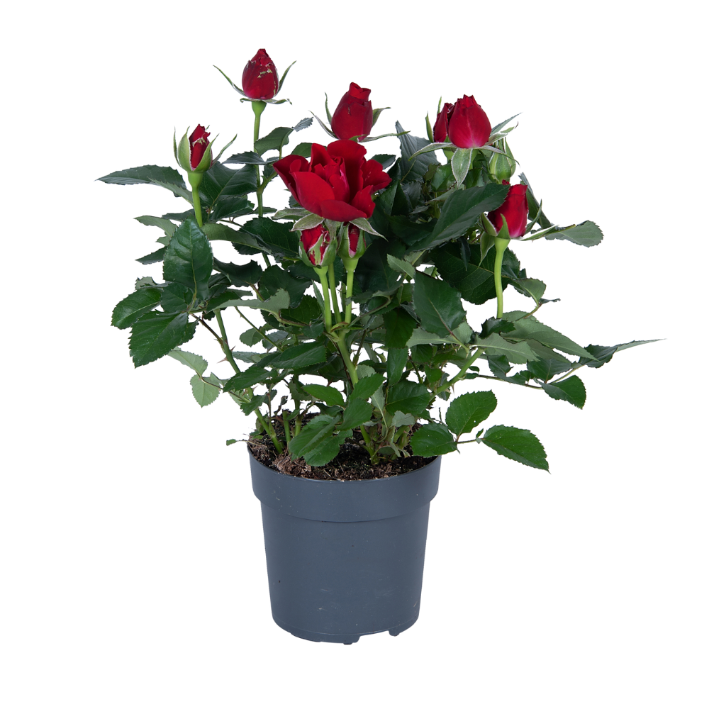 Red rose - 17cm pot, 45cm tall