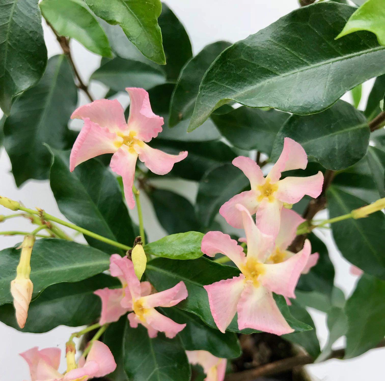 Tuscan Jasmine 'Star of Ibiza' – pink flowers, evergreen, 15 cm pot, 65 cm tall