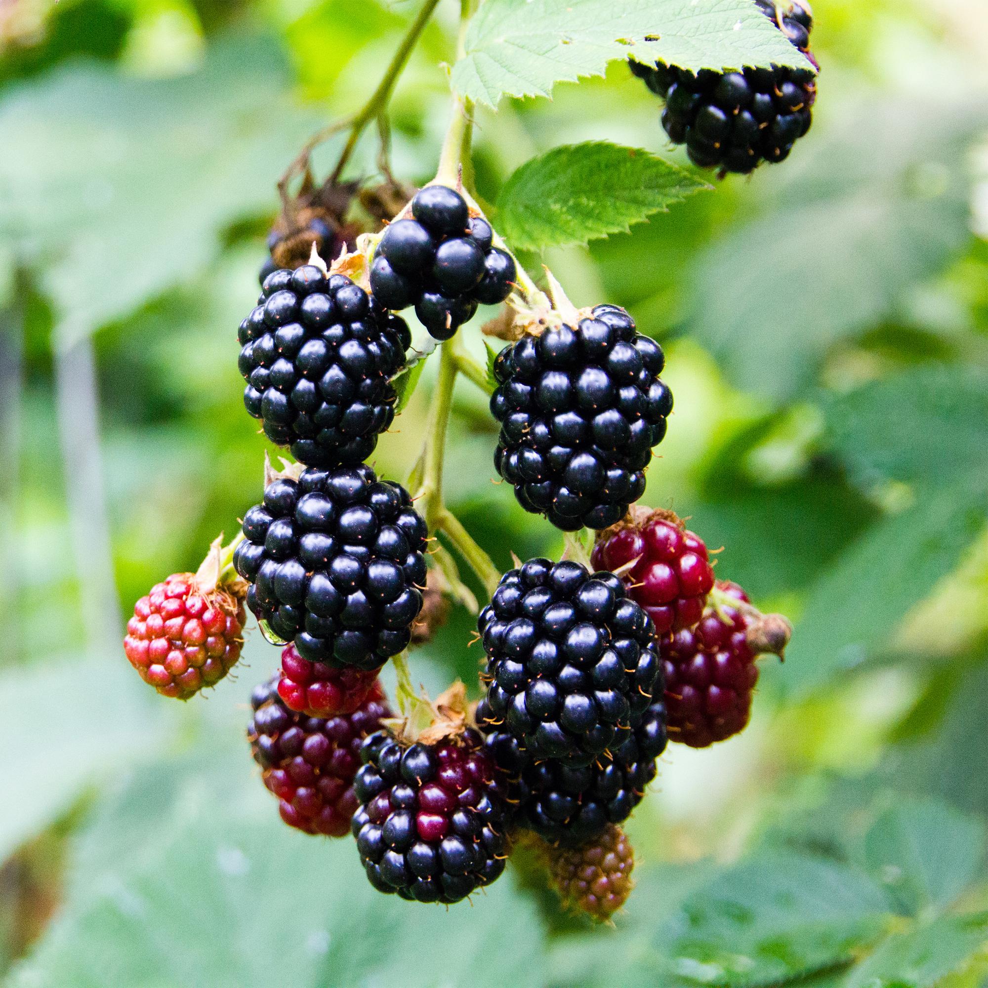 Dornenlose Brombeere „Triple Crown“ – 2 Pflanzen, 11 cm Topf, ca. 40 cm