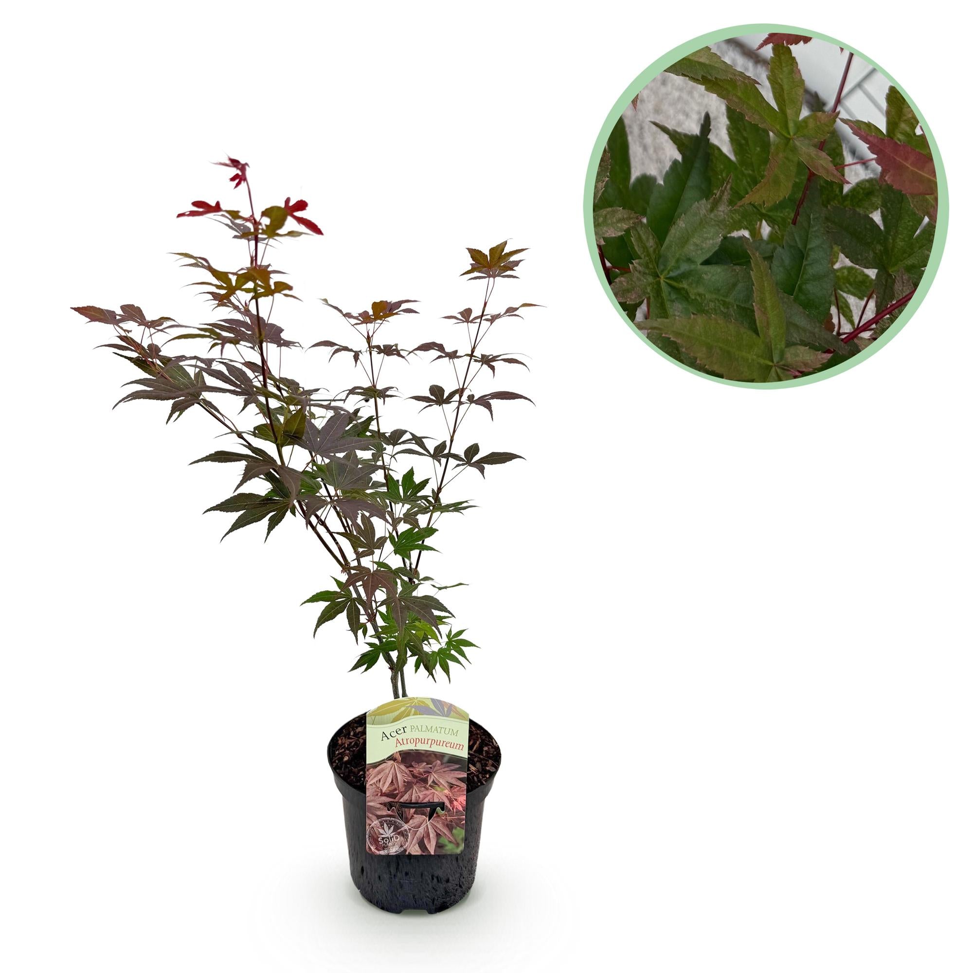 Japanese maple – variety 'Atropurpureum', purple, deciduous, 19 cm pot, 70 cm height