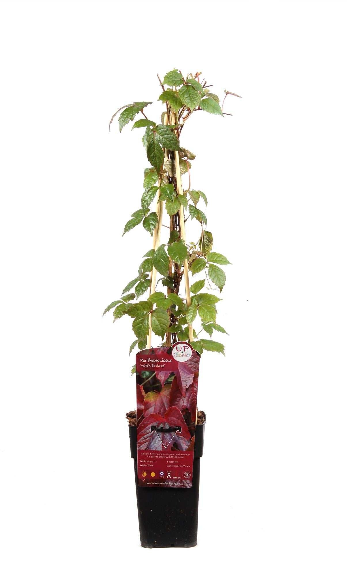 Wilder Wein ‘Veitch Boskoop’ – robuste Kletterpflanze, 15 cm Topf, 65 cm hoch