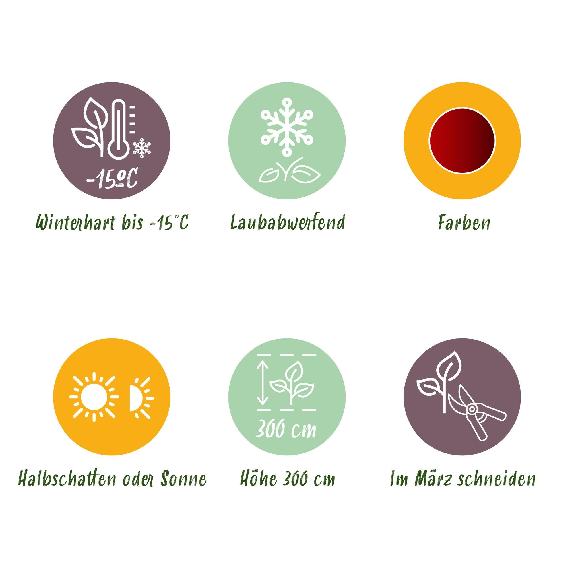 Japanischer Ahorn ‘Jerre Schwartz’ – kompakter Zierahorn, dunkelrotes Laub, 70 cm hoch