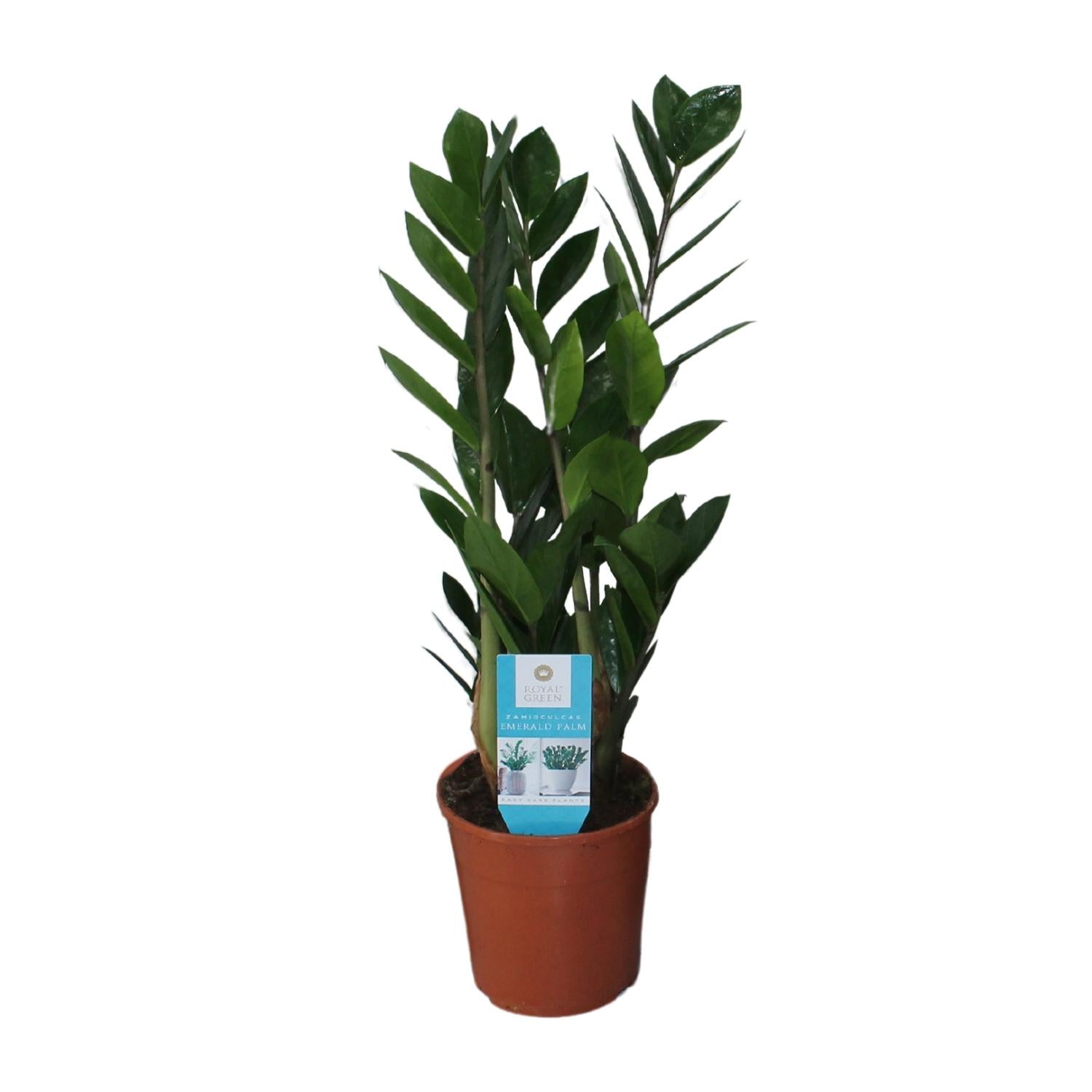Zamioculcas Zamiifolia – Glücksfeder - 40-95 cm