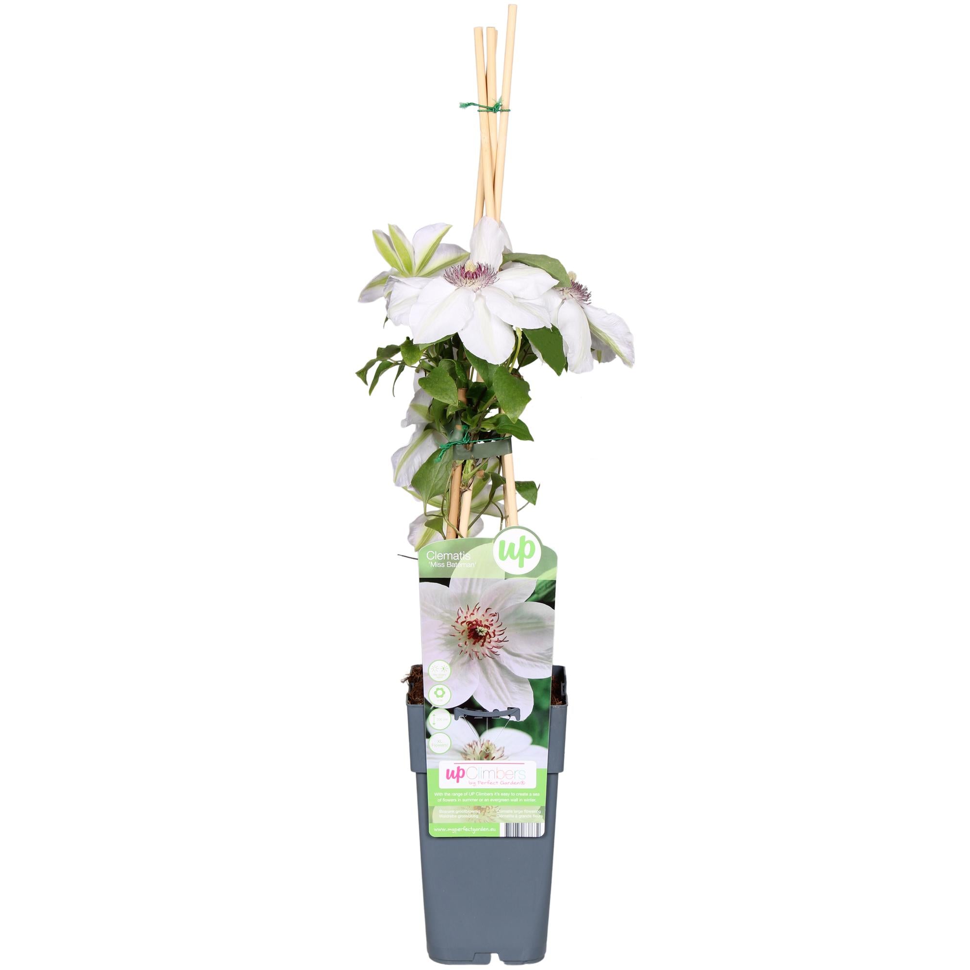 Lematite'Miss Bateman'–fleurs blanches, pot de 15 cm, hauteur 65 cm