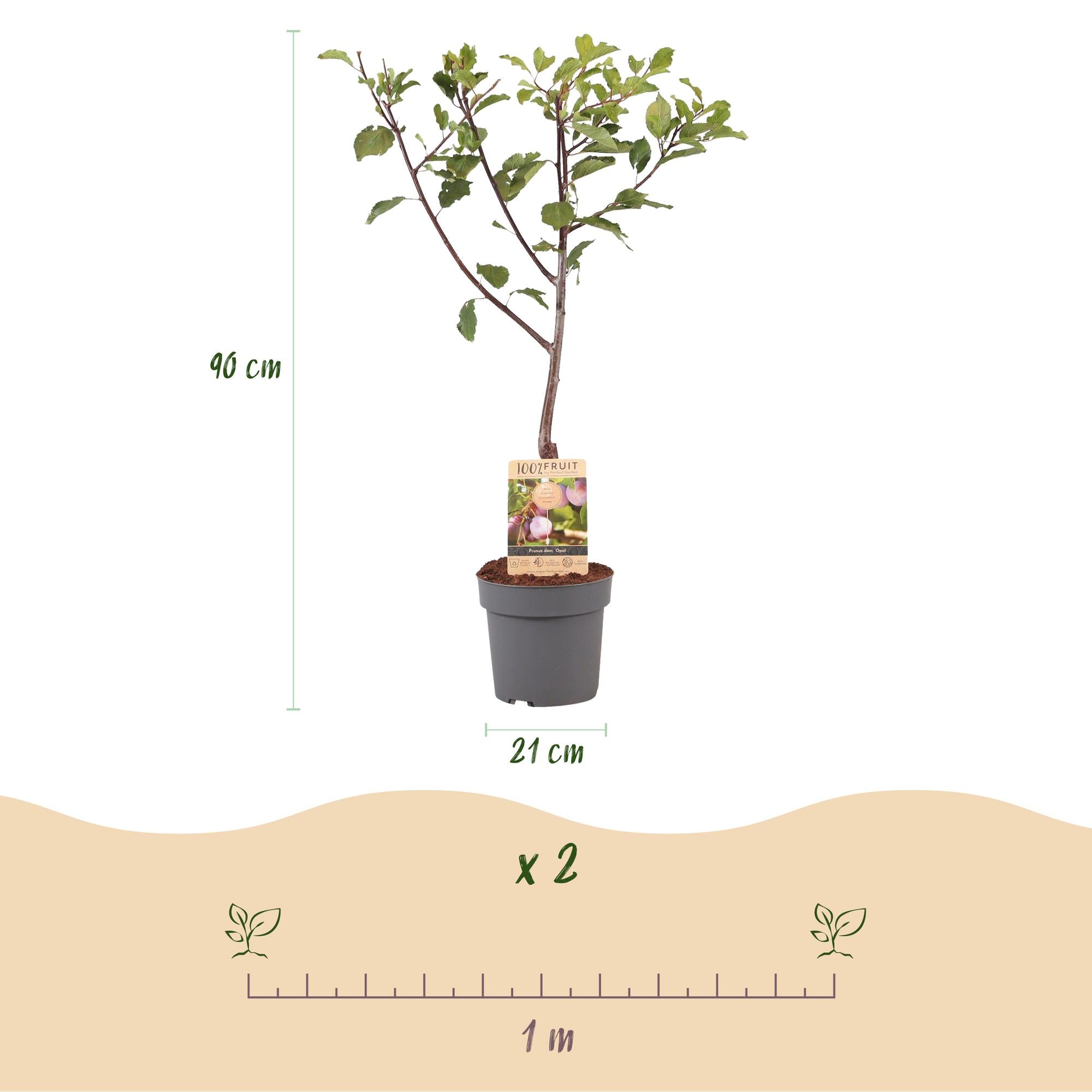 Pflaumenbaum „Opal“ – Gelb-rote Früchte im 21 cm Topf (ca. 90 cm hoch)