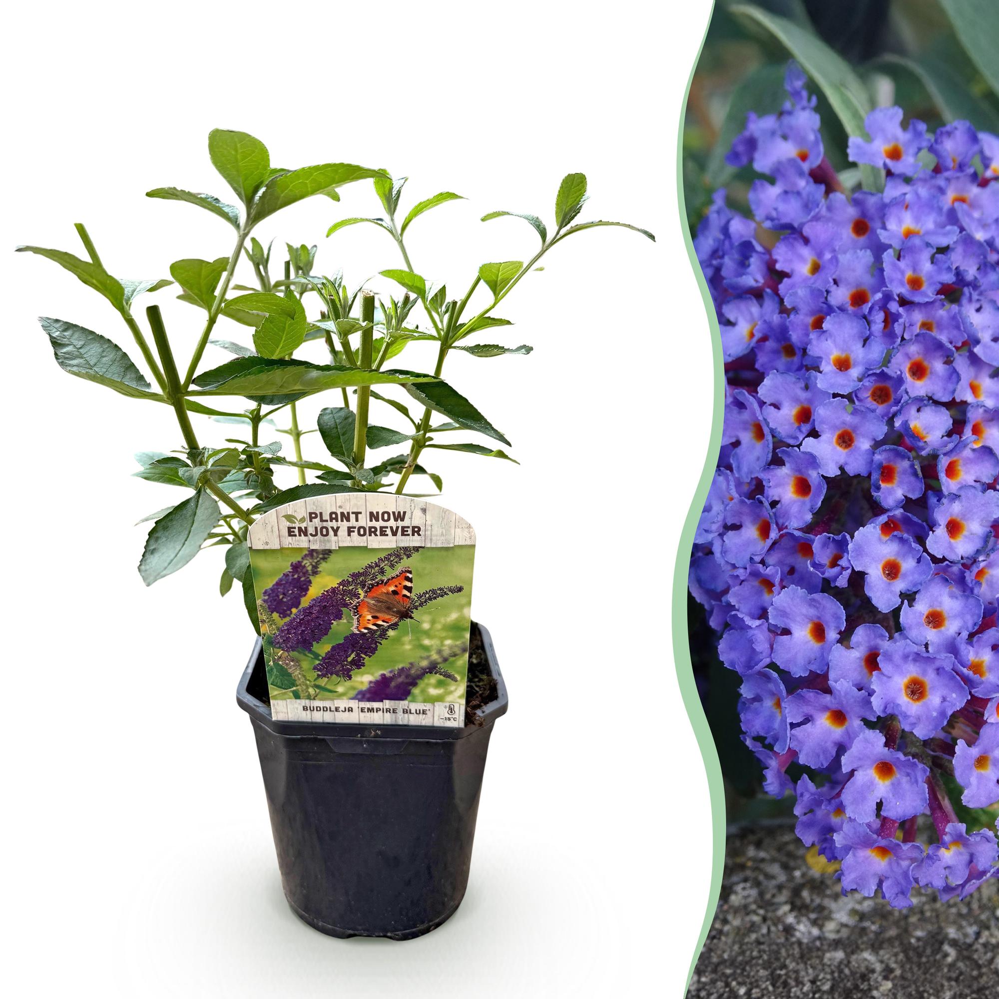 Schmetterlingsstrauch ‘Empire Blue’ – Blüte blau, 1 Pflanze, 17 cm Topf, 25 cm hoch