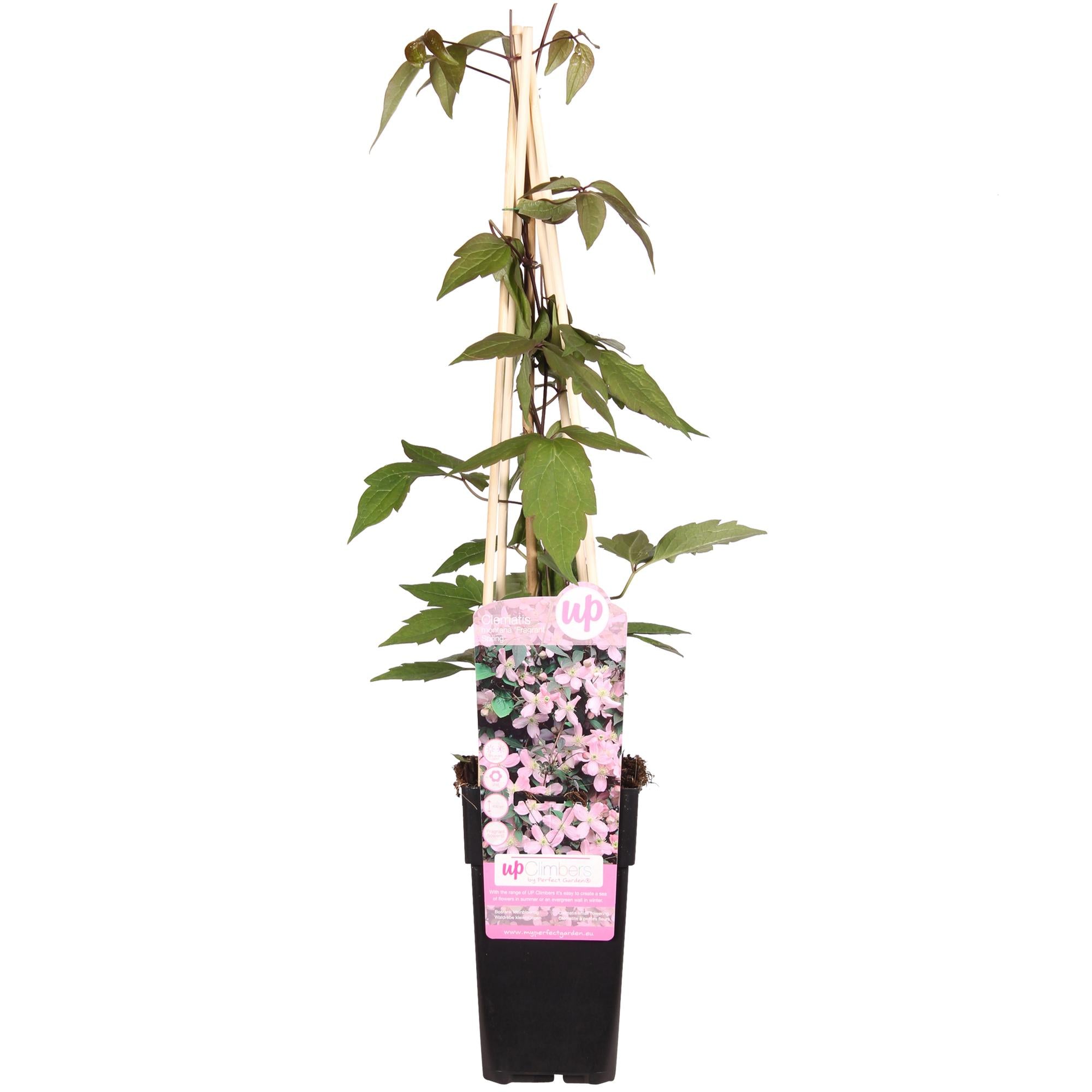 Clématite'Fragrant Spring' (Clematis montana) –fleurs rose pâle, pot de 15 cm, hauteur 65 cm
