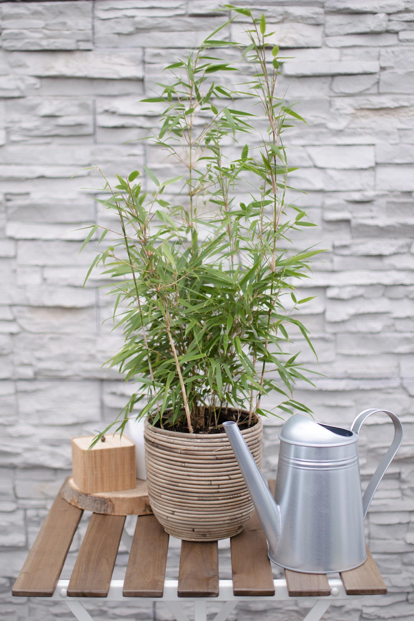 Fargesia rufa–bambou de jardin cespiteux de différentes hauteurs