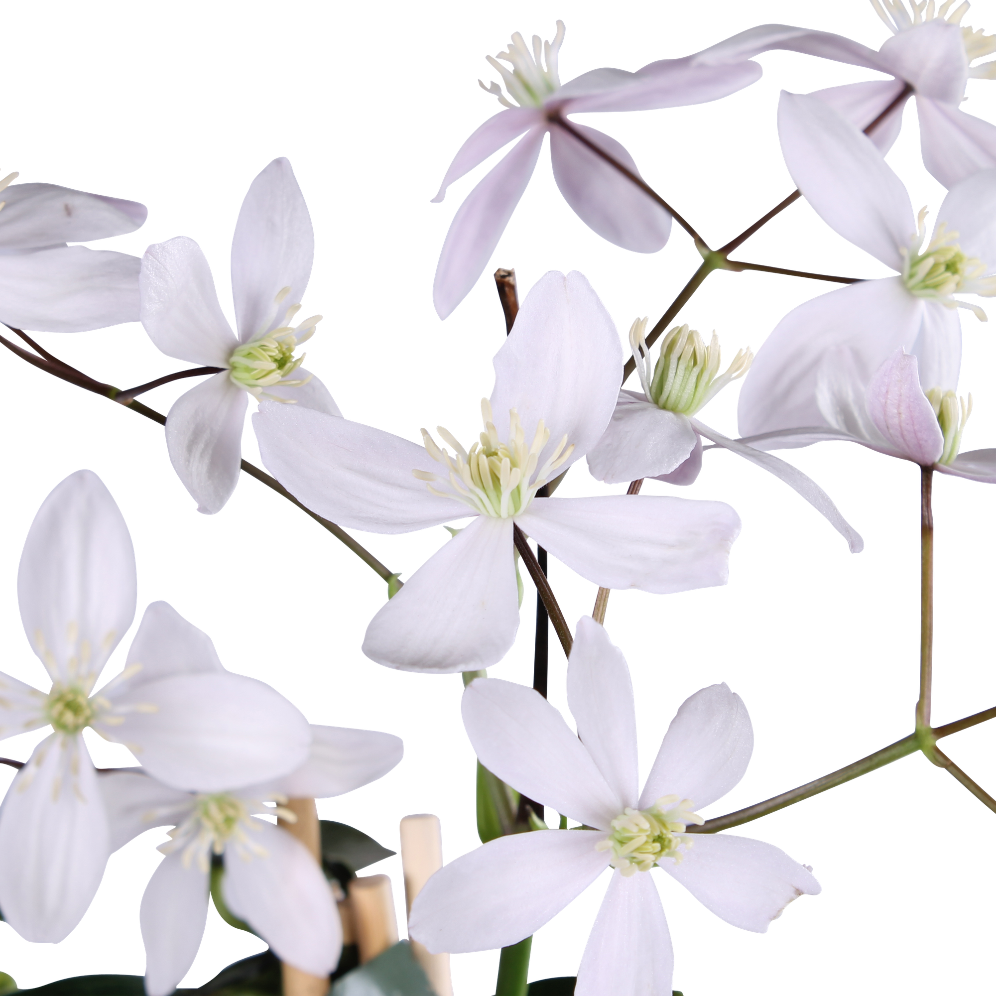 Clématite armandii'Apple Blossom'–plante grimpante persistante, rose clair, pot de 15 cm, hauteur 65 cm