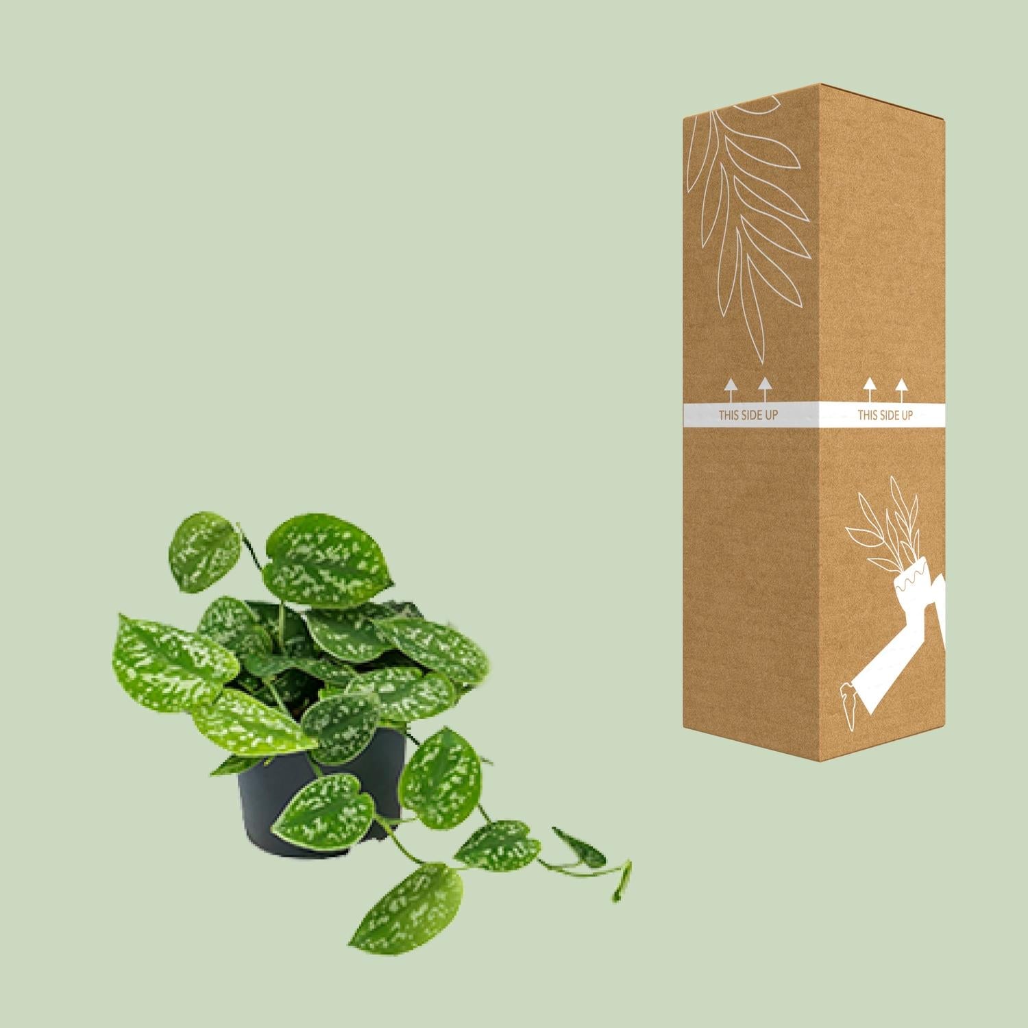 Scindapsus Pictus 'Argyraeus' – Spotted Ivy - 15-25 cm