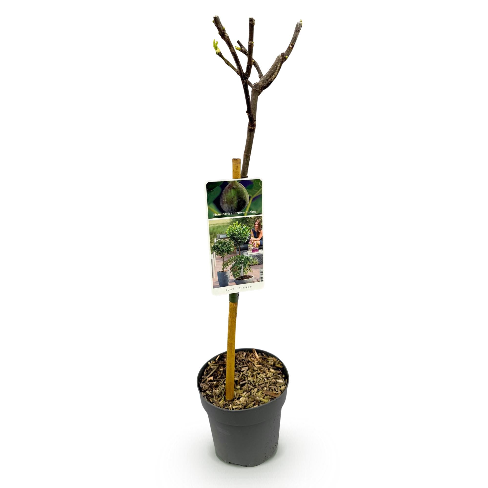 Feigenbaum „Brown Turkey“ (Ficus carica) – 19–90 cm