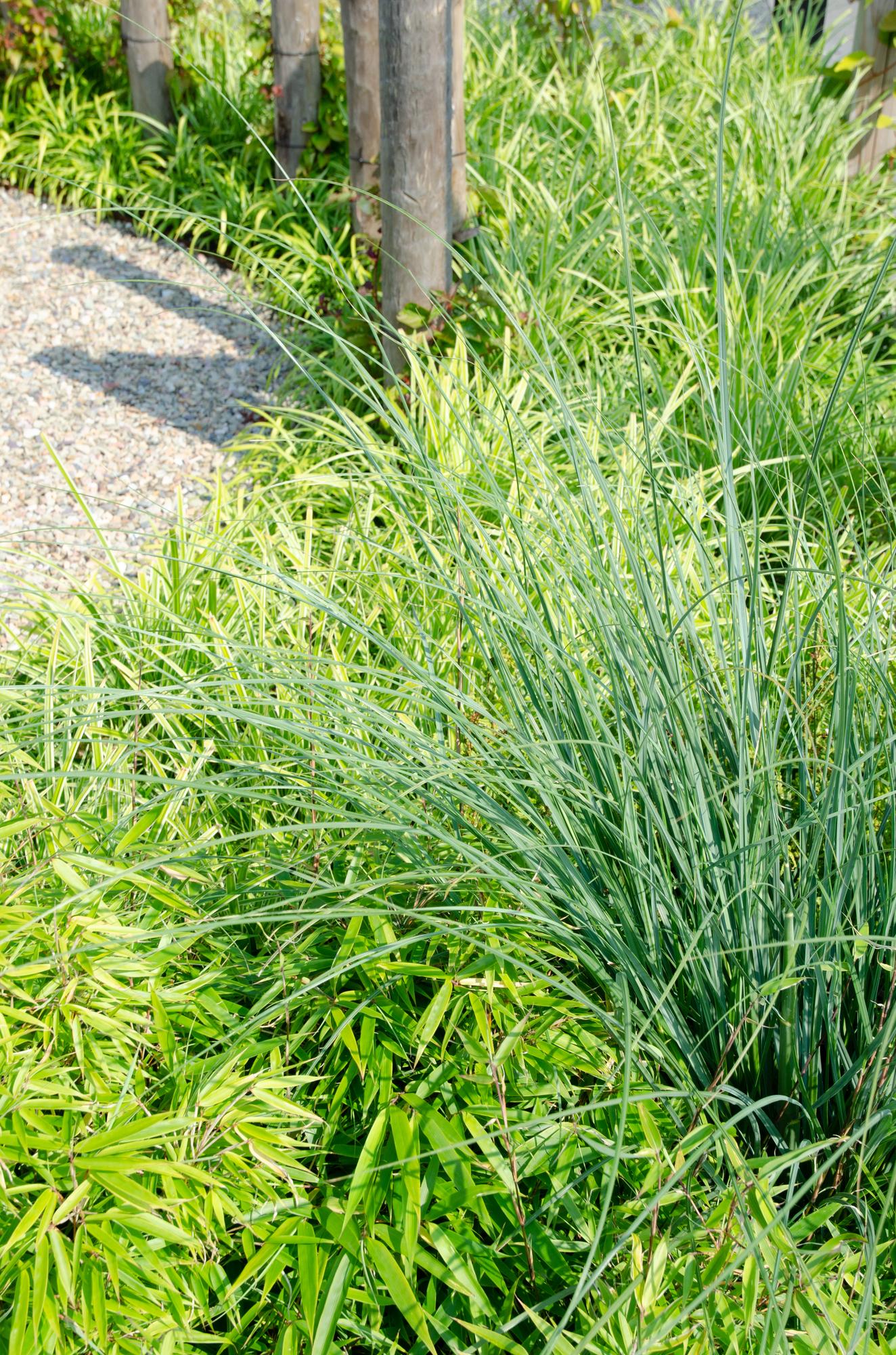Fargesia rufa–bambou de jardin cespiteux de différentes hauteurs