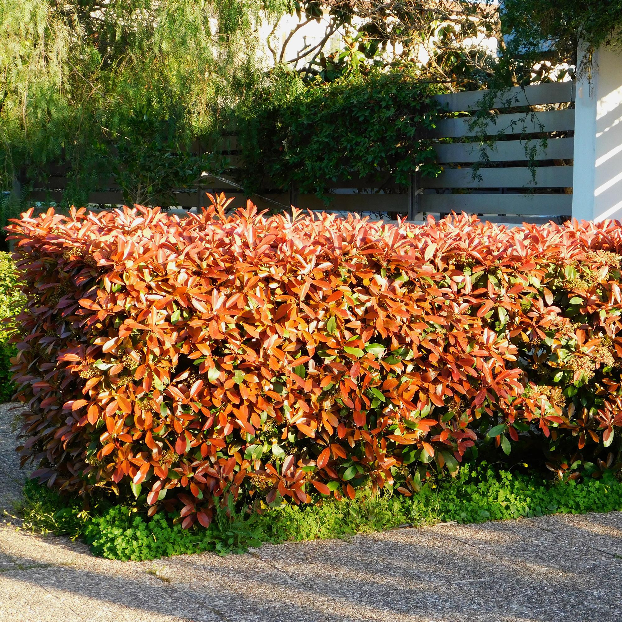 Photinia Fraseri ‘Red Robin’ – Glanzmispel, immergrün, 6 Pflanzen – 17 cm Topf,  50 cm hoch