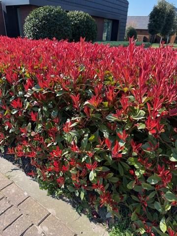 Photinia Fraseri ‘Carré Rouge’ – Glanzmispel, 8 Pflanzen - 9 cm Topf, 30–35 cm hoch