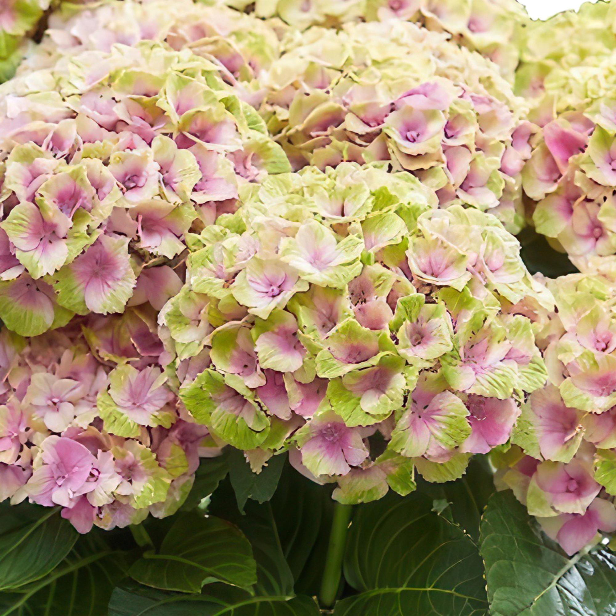 Hydrangea 'Magical Jewel Pink' – pink hydrangea for balcony & garden, 23 cm pot, 55 cm height