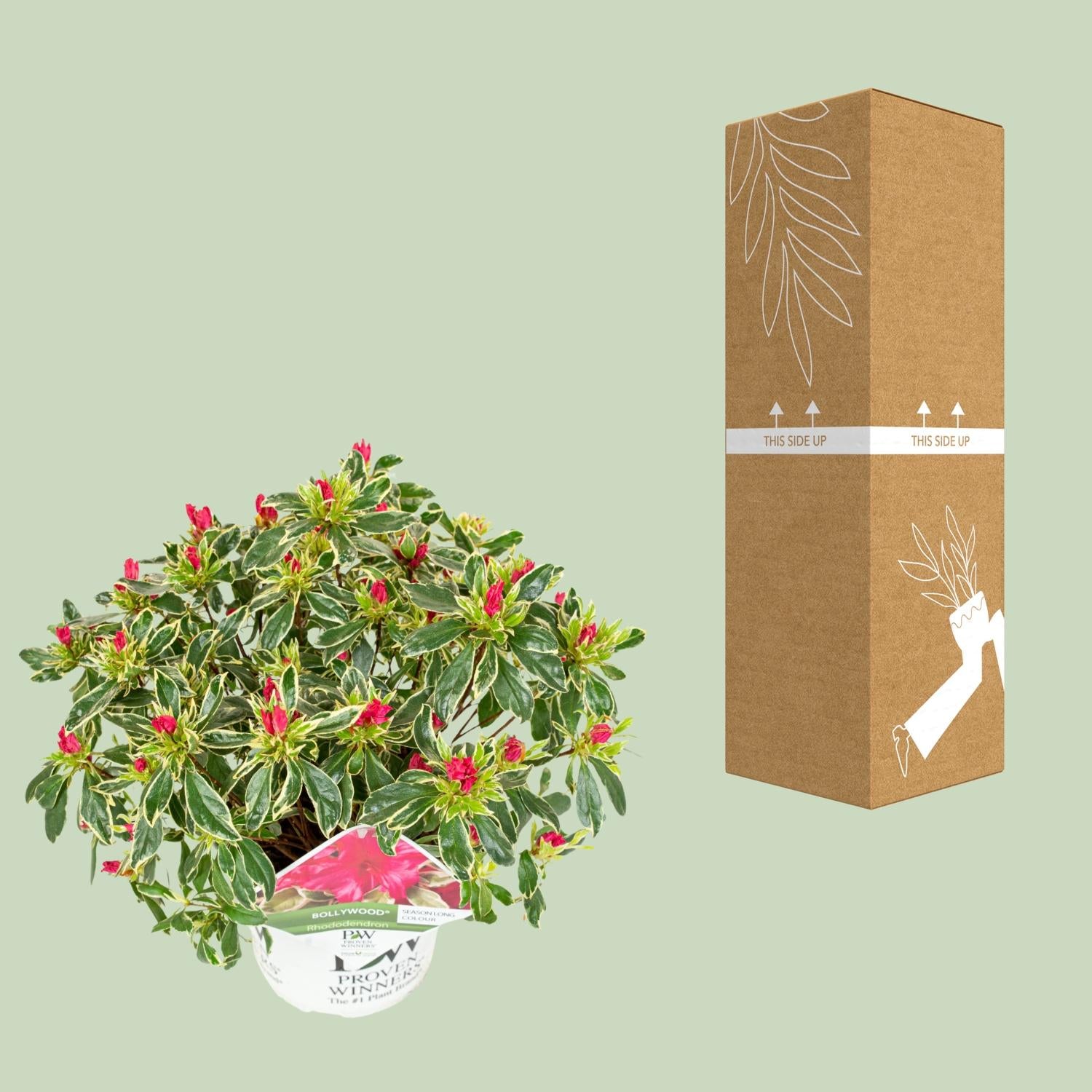 Hododendron'Bollywood'–persistant, pot de 19 cm, hauteur 30 cm