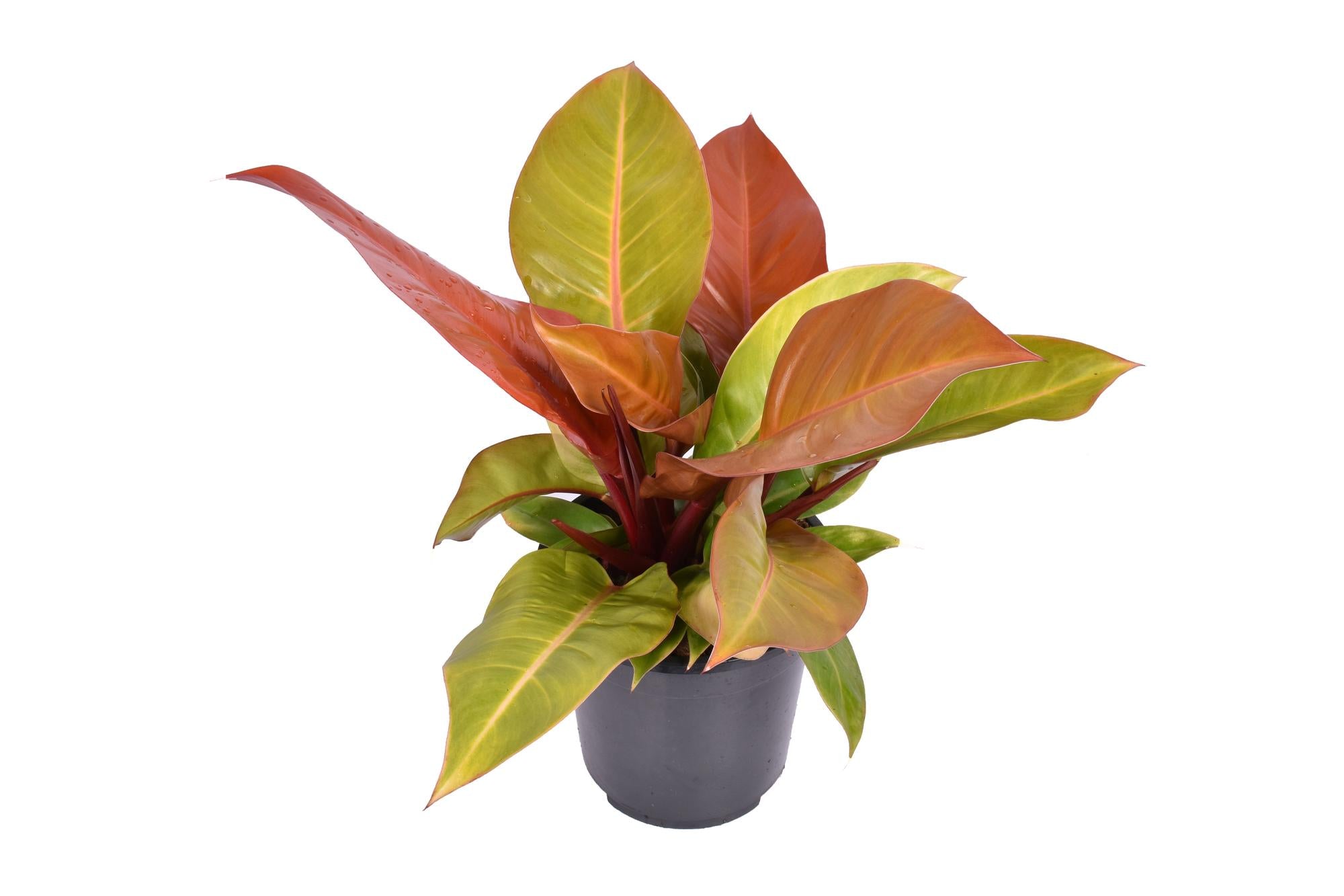 Philodendron "Prince of Orange" – Orange-Philodendron - 45-75 cm