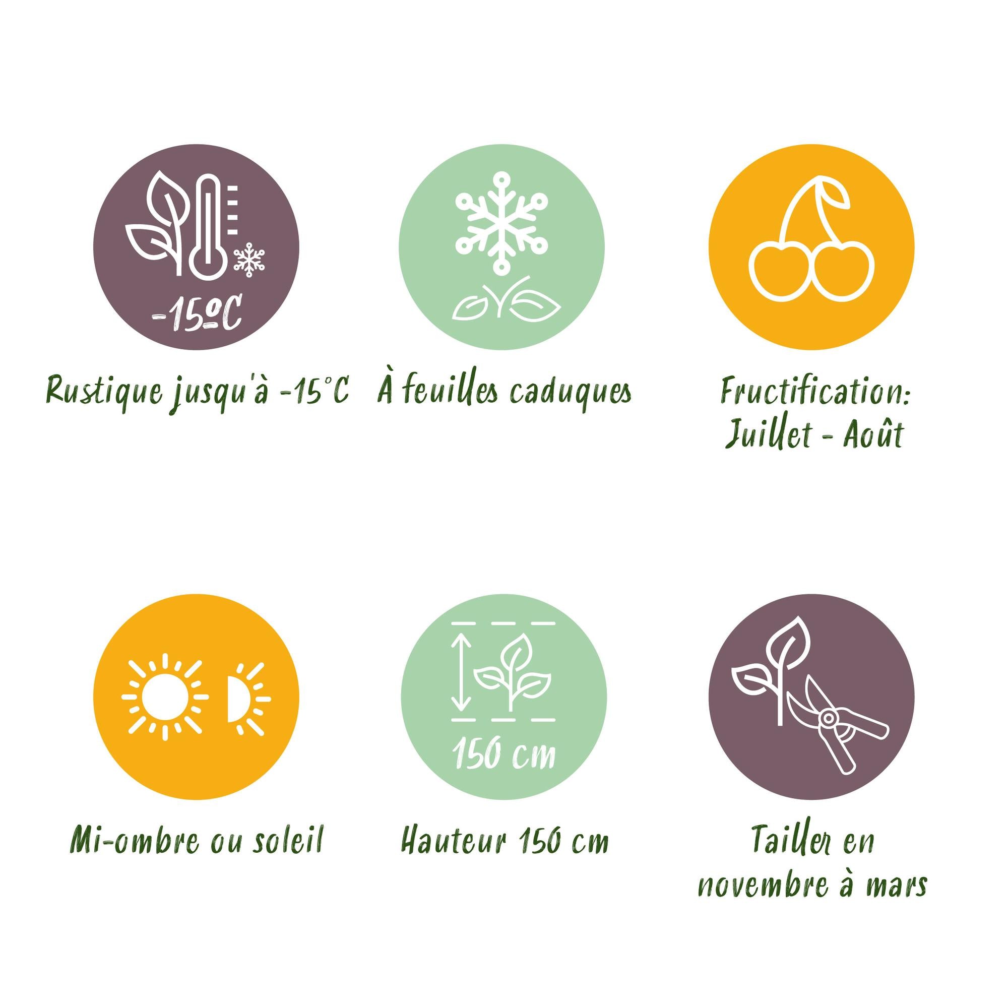 Dornenlose Brombeere „Triple Crown“ – 2 Pflanzen, 11 cm Topf, ca. 40 cm