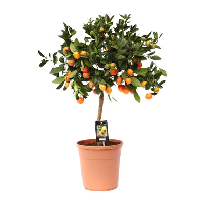 Calamondinorange (Citrus calamondin) –40–80 cm