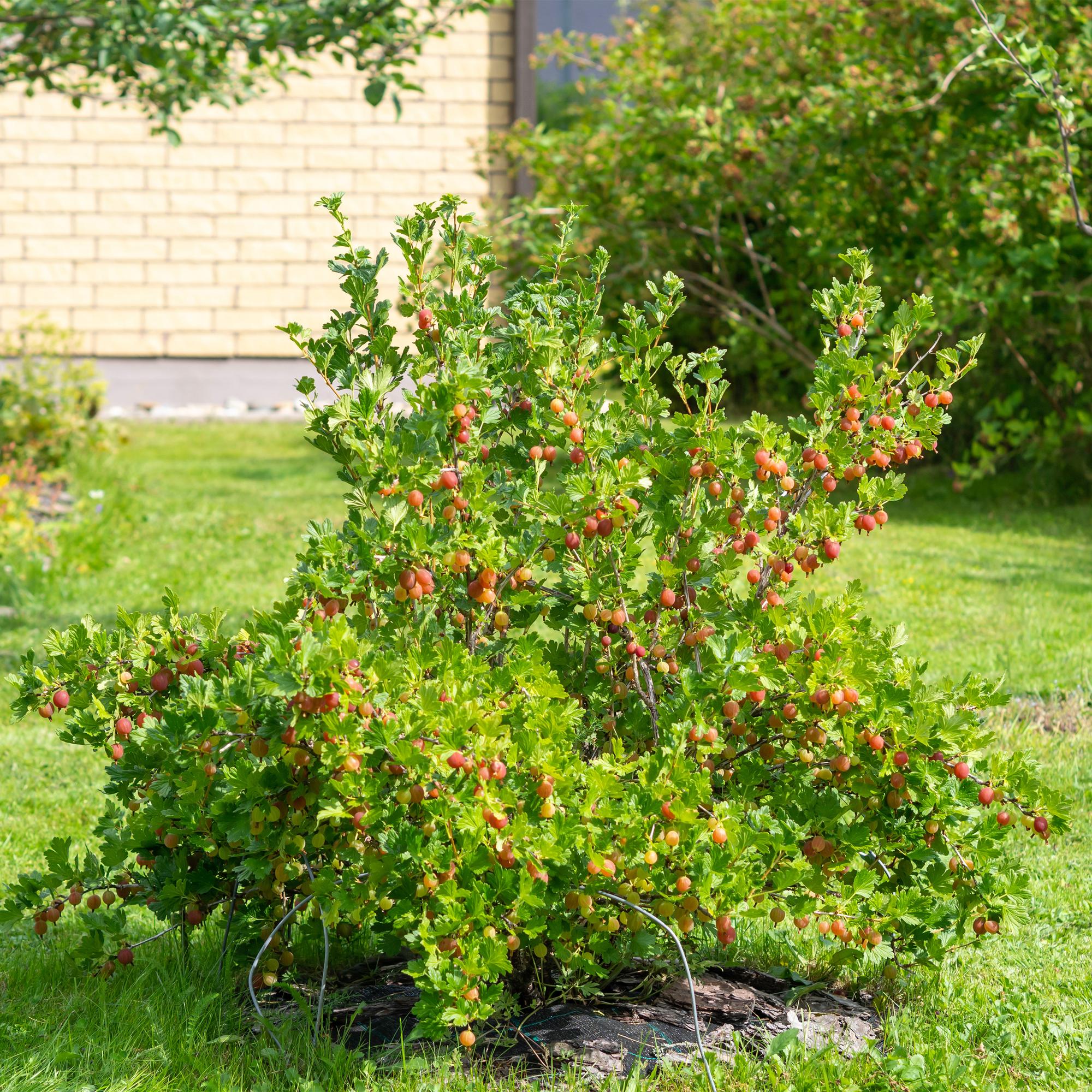 Groseille rouge « Hinnomäki Röd » –2 plants dans un pot de 11 cm (environ 40 cm) 