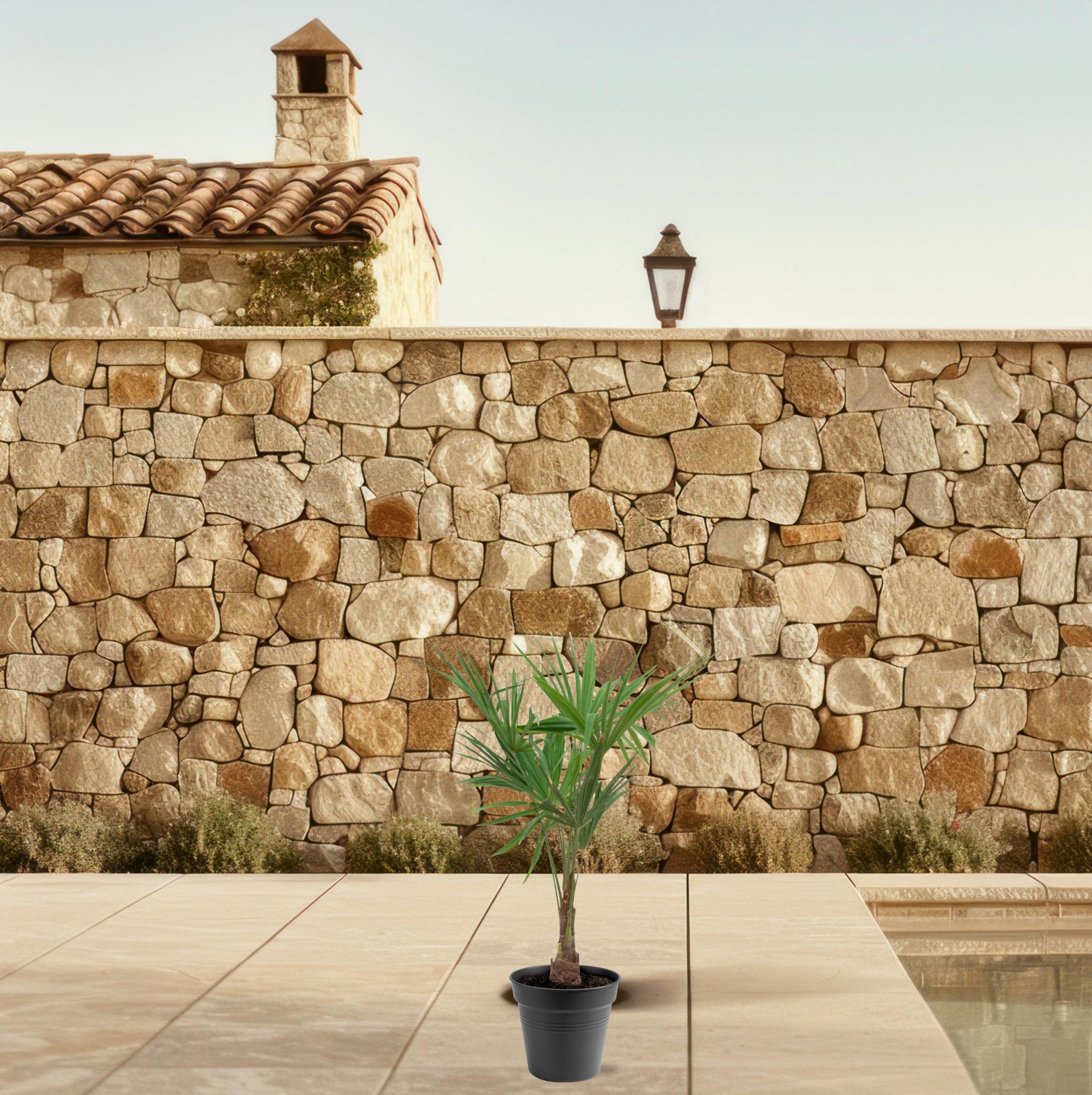 Trachycarpus fortunei – robuste Winterharte Palme, 21 cm Topf, 90–100 cm Höhe