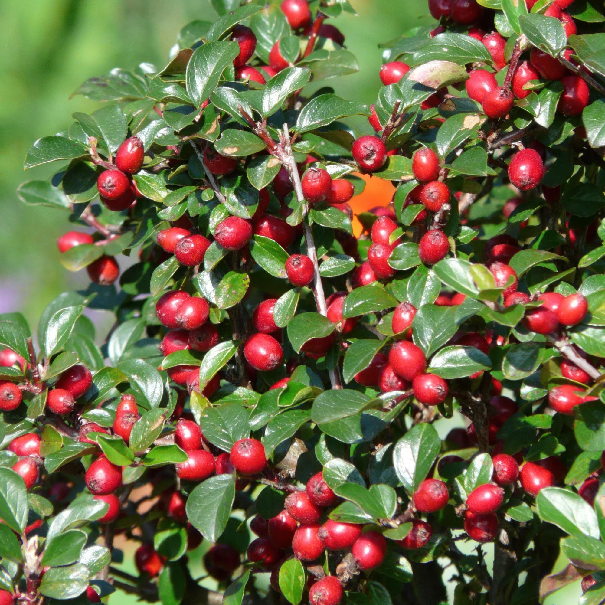 Cotoneaster dammeri – niedrig wachsend, 9 cm Topf, 10–25 cm Höhe