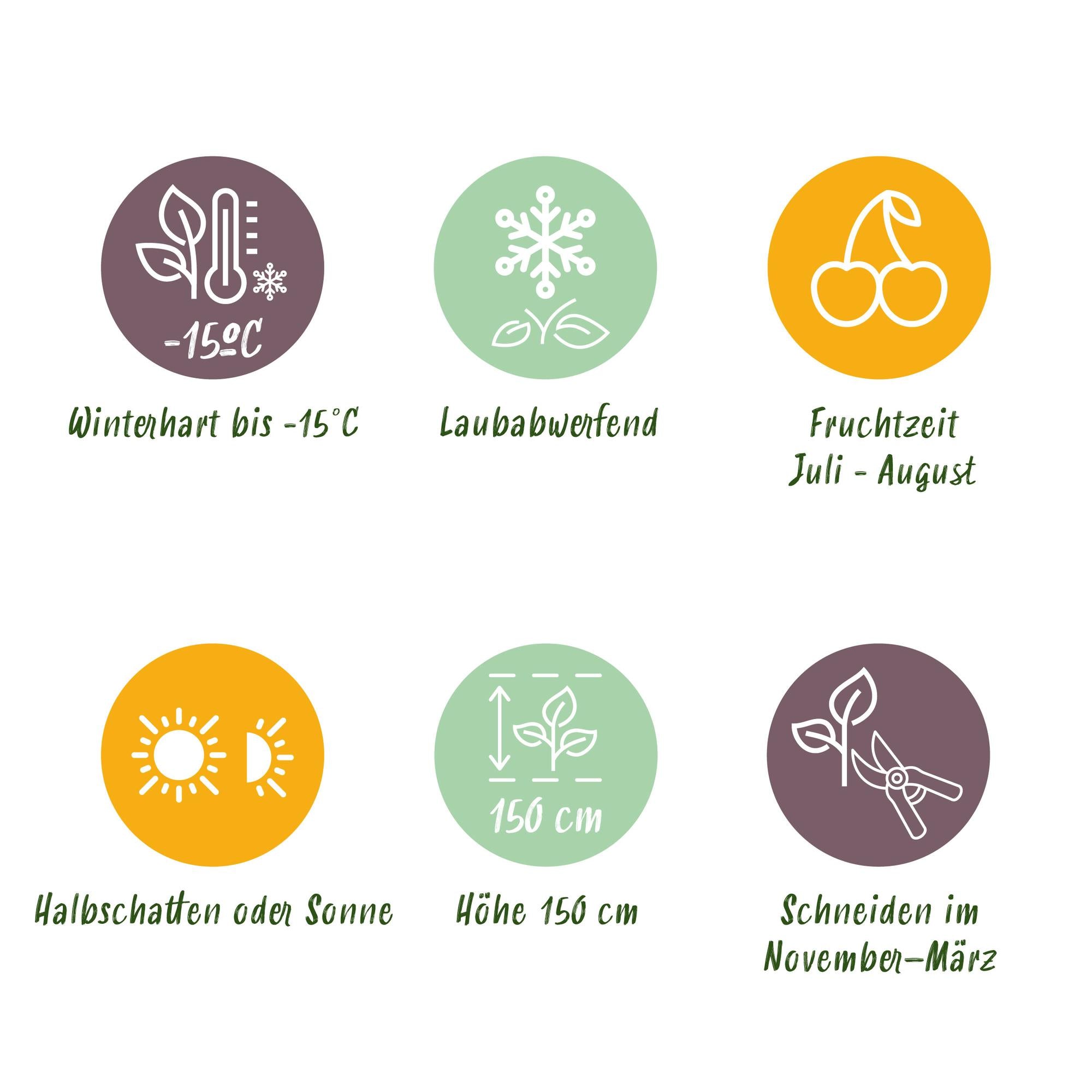 Obstpflanze Stachelbeere „Invicta“ – 2 Pflanzen, 11 cm-Topf, ca. 40 cm hoch